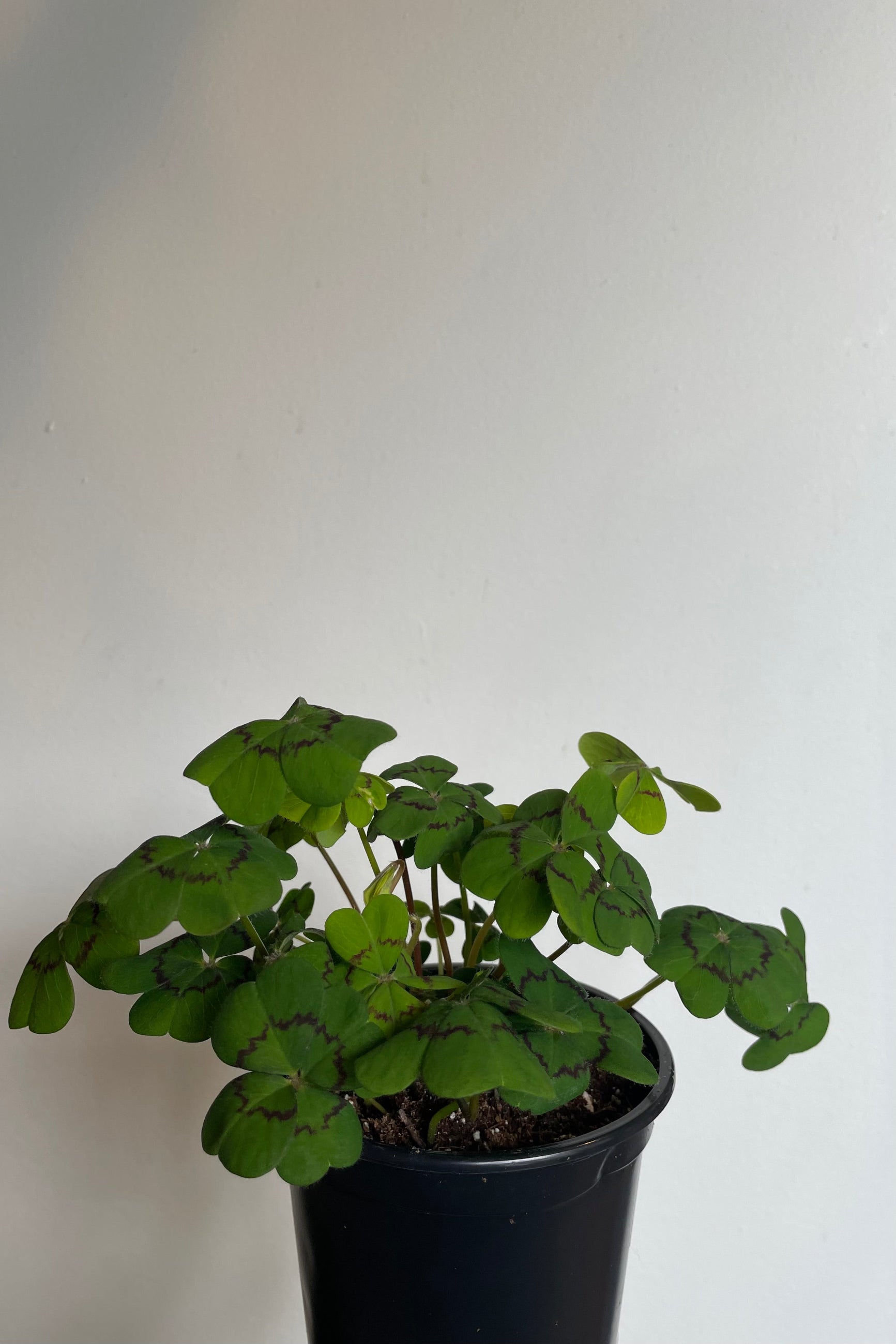 Photo of Iron Cross Oxalis in black nursery pot