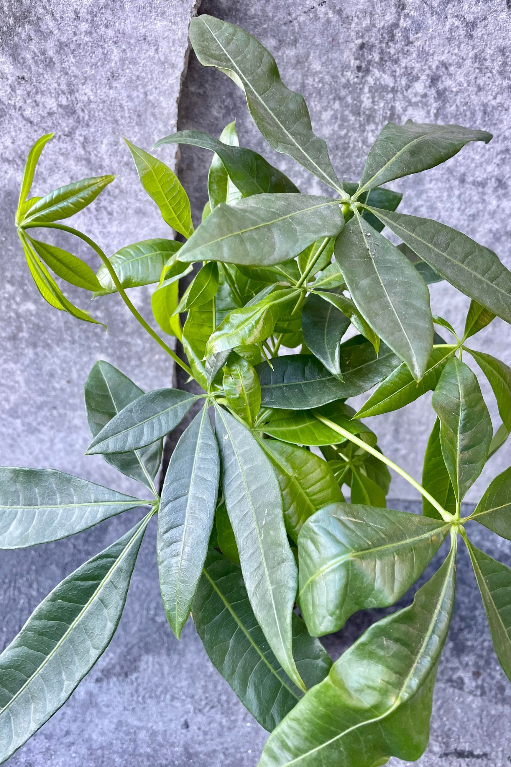 A detailed look at the Pachira aquatica "Money Tree".
