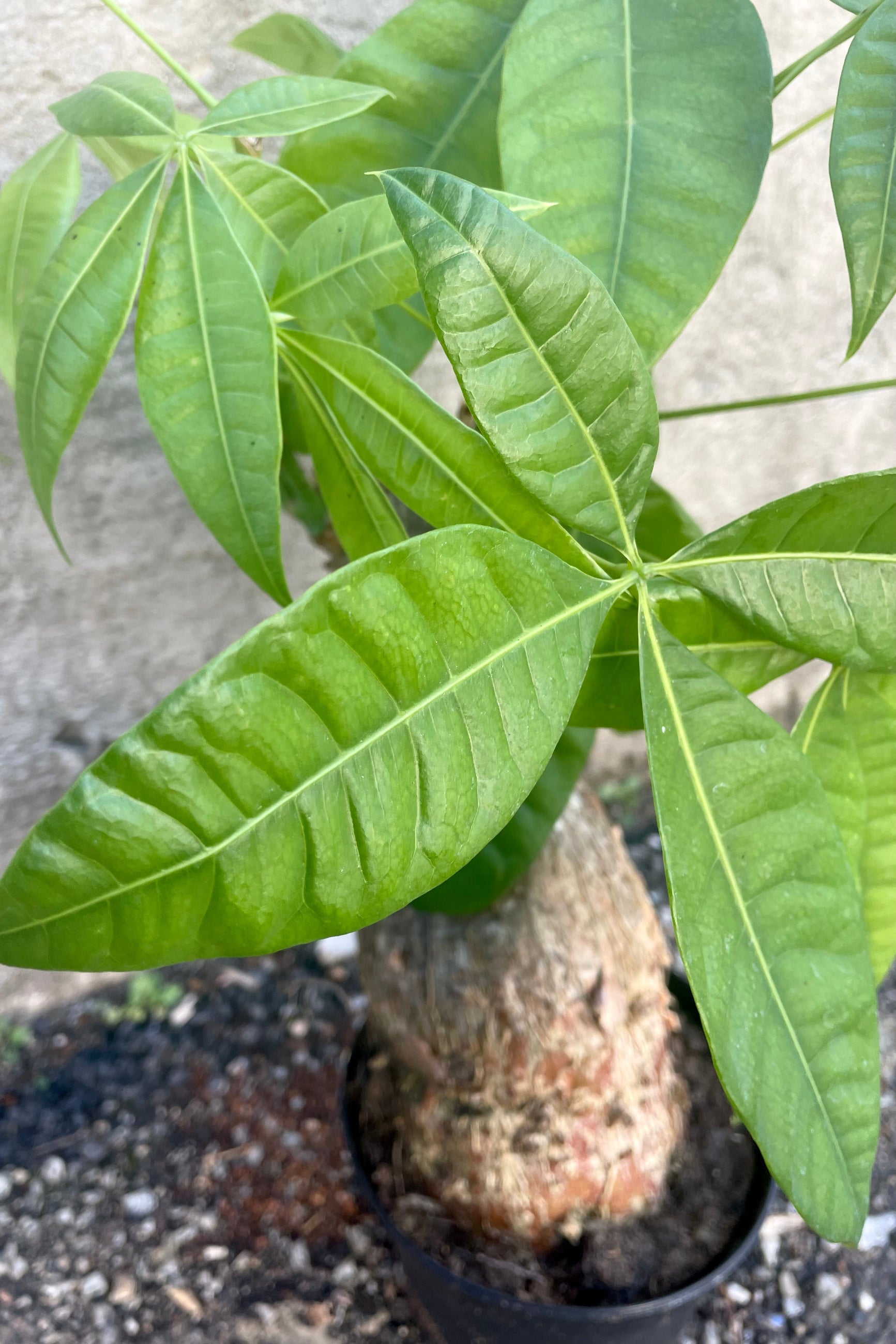A detailed view of Pachira aquatica "Money Tree" stump form 6" against a concrete backdrop
