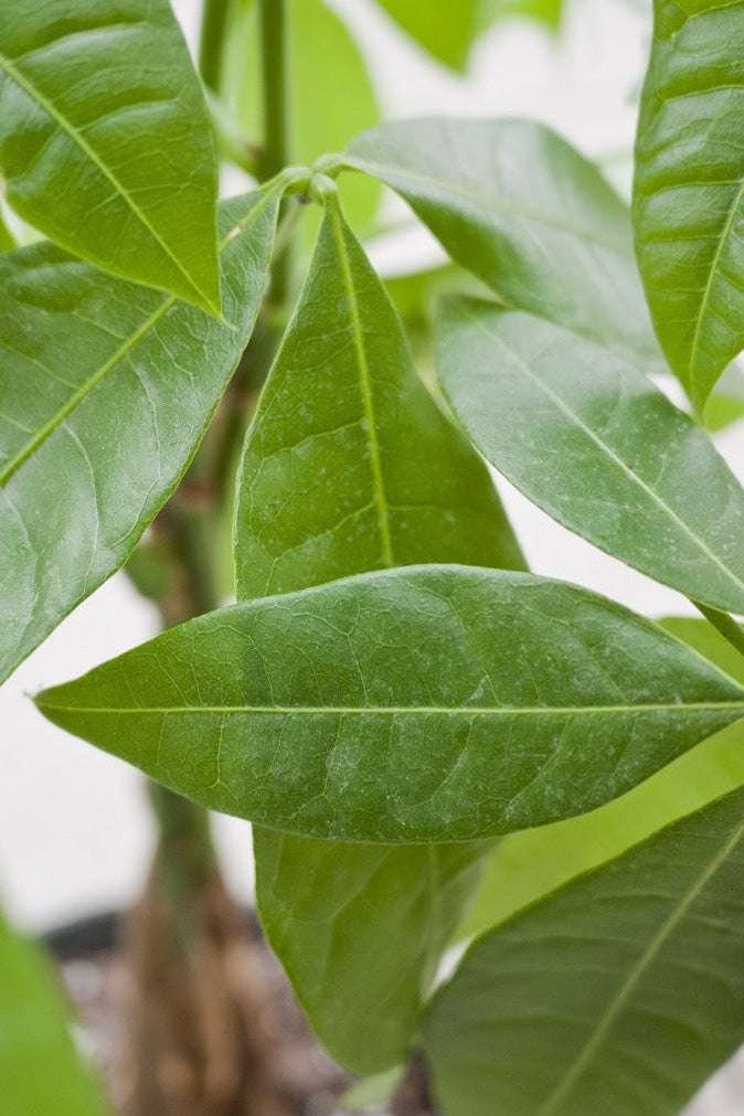 Detail photo of Pachira aquatica leaves