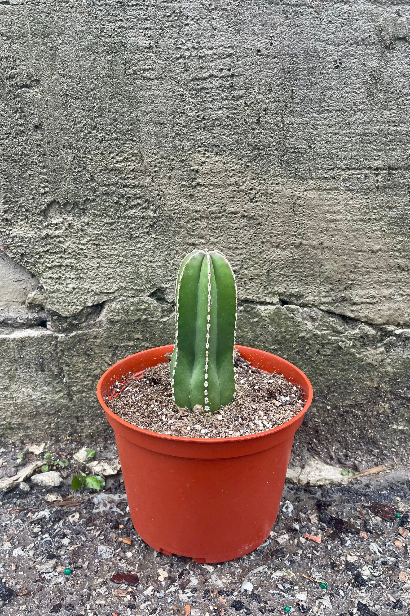 Pachycereus marginatus "Fence Post" 6" orange growers pot with green cactus with spines against a grey wall