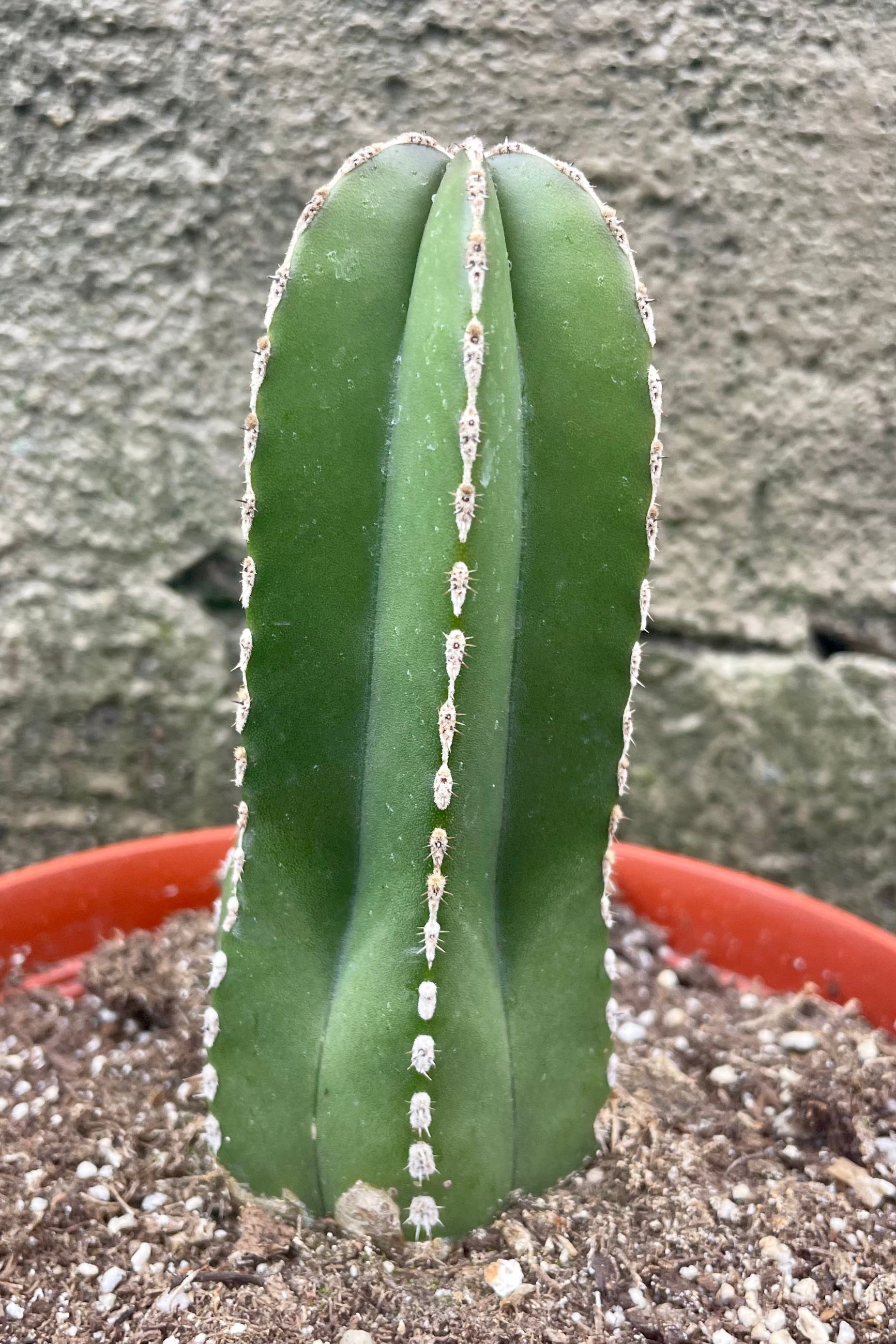 detail of the Pachycereus marginatus "Fence Post" 6" green cactus with spines against a grey wall