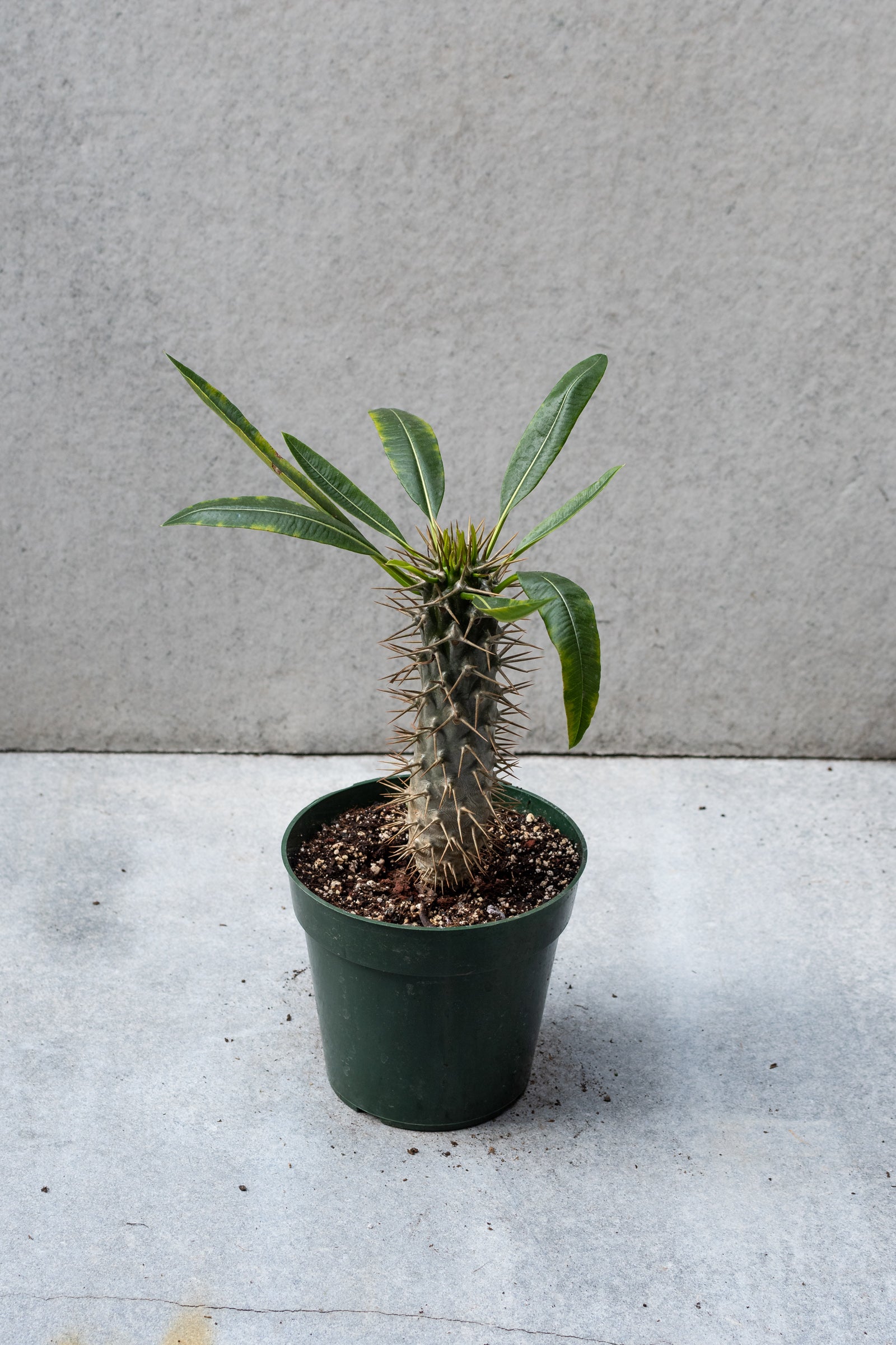 Pachypodium in a 6 inch growers pot against a grey wall. 