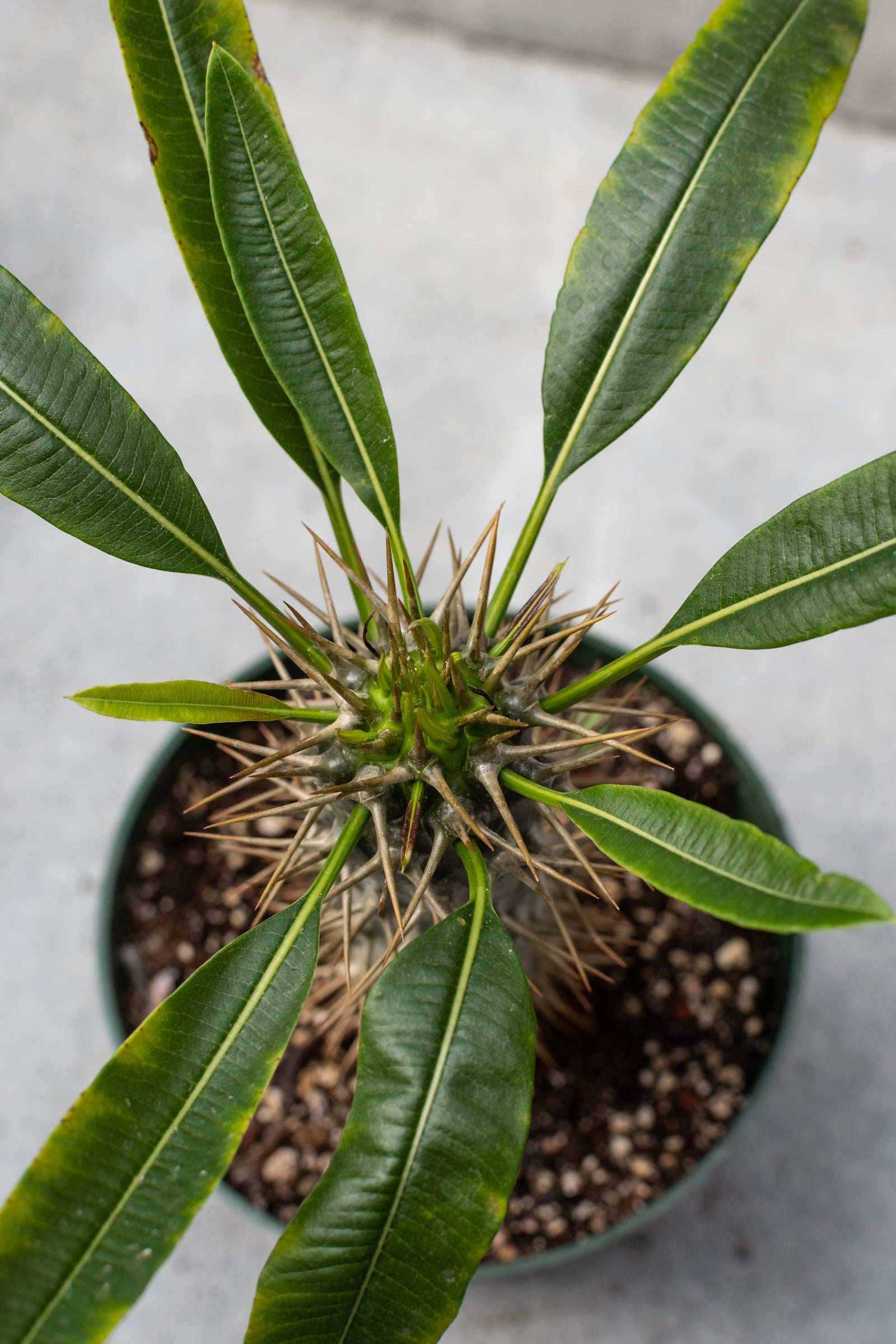 Pachypodium pictured from above with it's leaves.