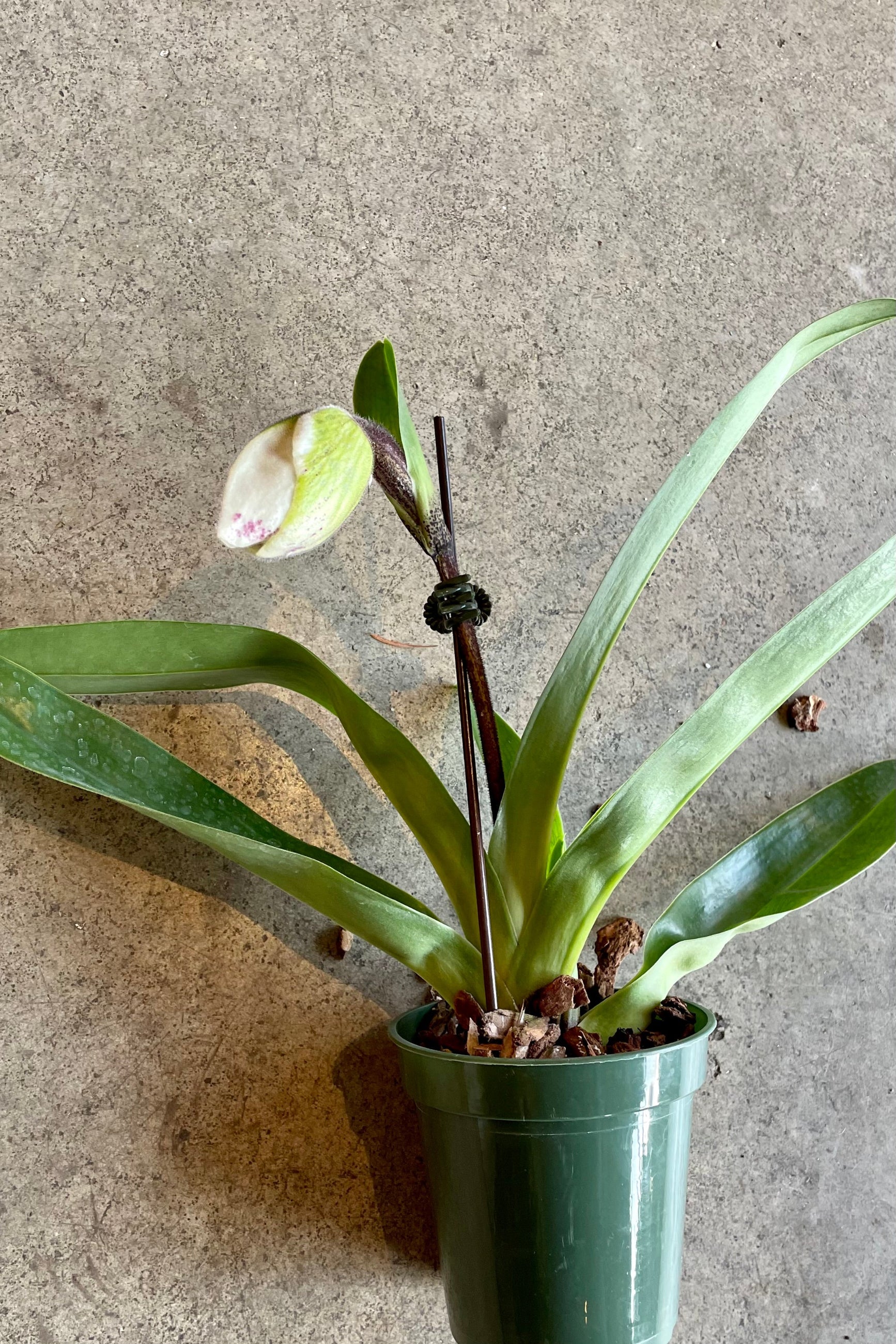 Paphiophedilum about to bloom at Sprout-home.