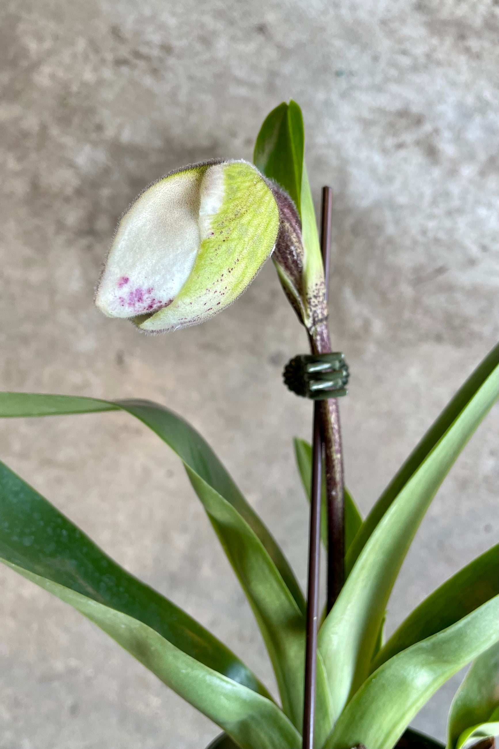 "Lady Slipper Orchid" about to bloom at Sprout-home.