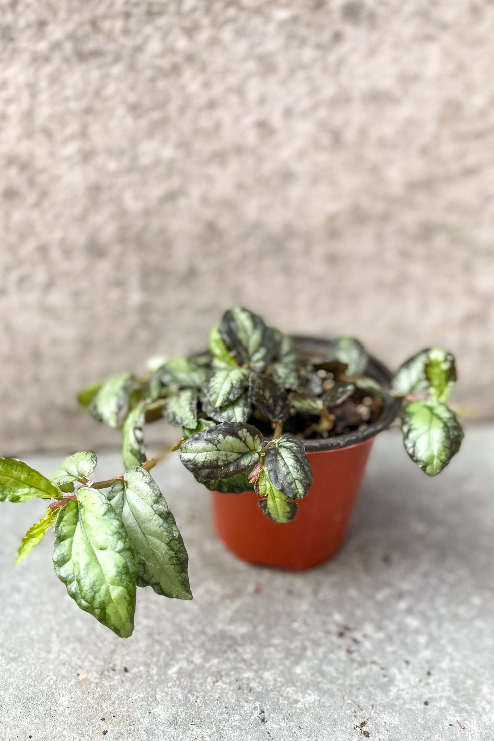 Pellonia repens "watermelon vine" against a grey background