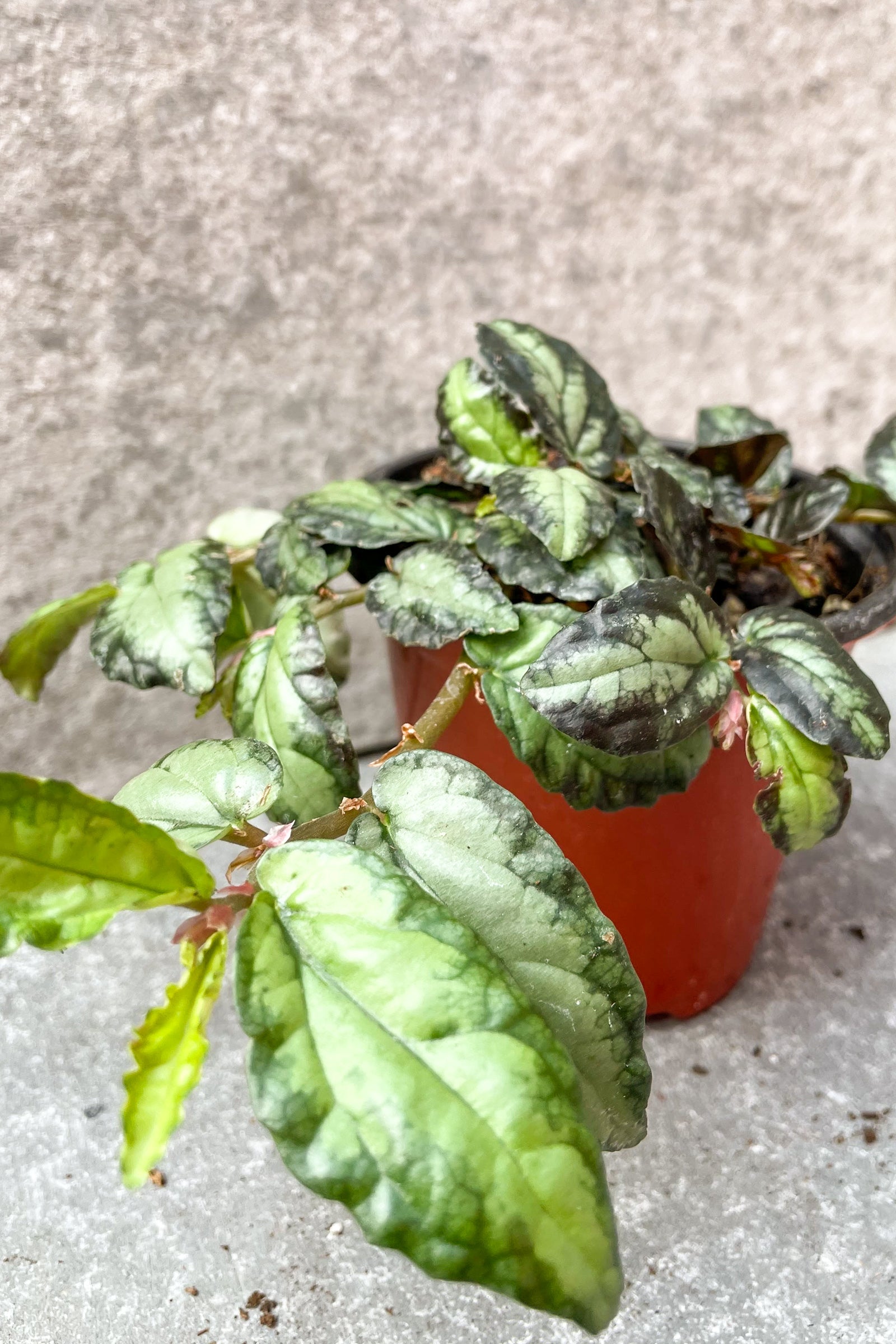 Close up of pellonia repens "watermelon vine"