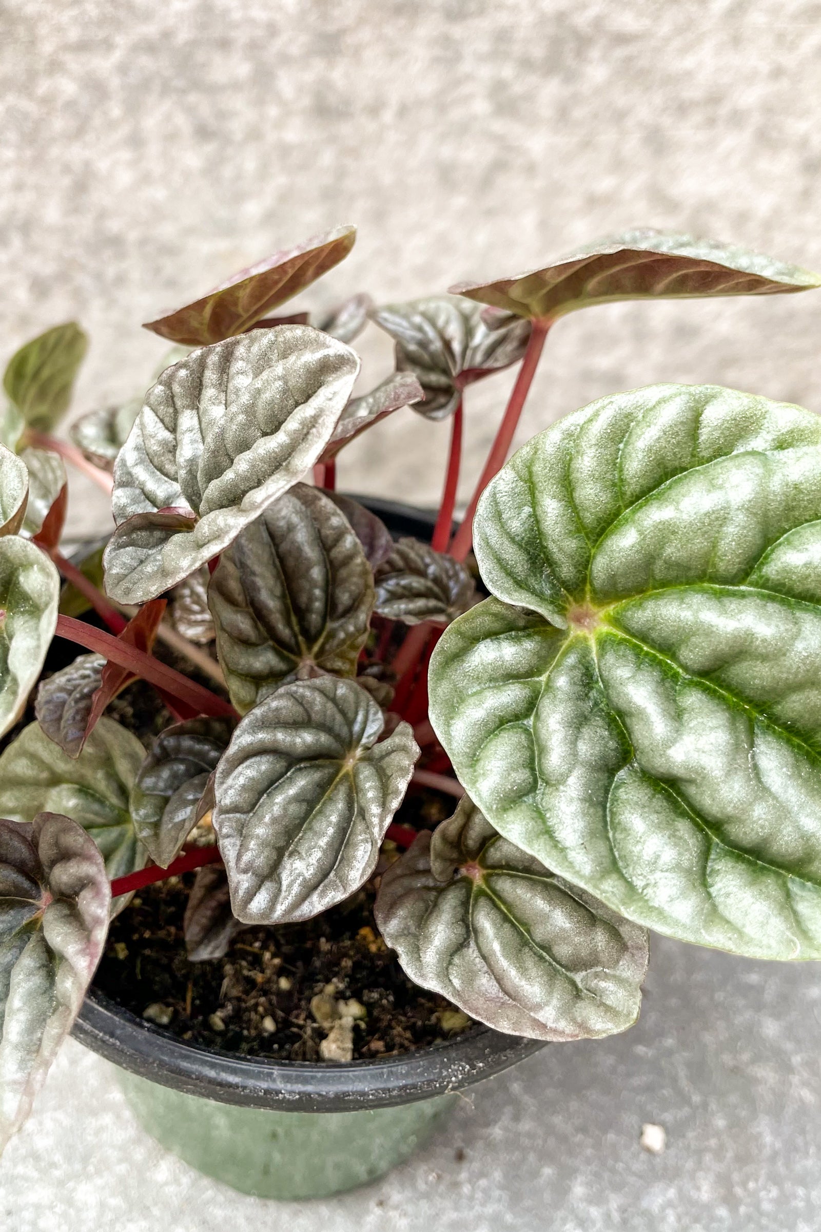 Close up of peperomia caperata 'burgundy' foliage