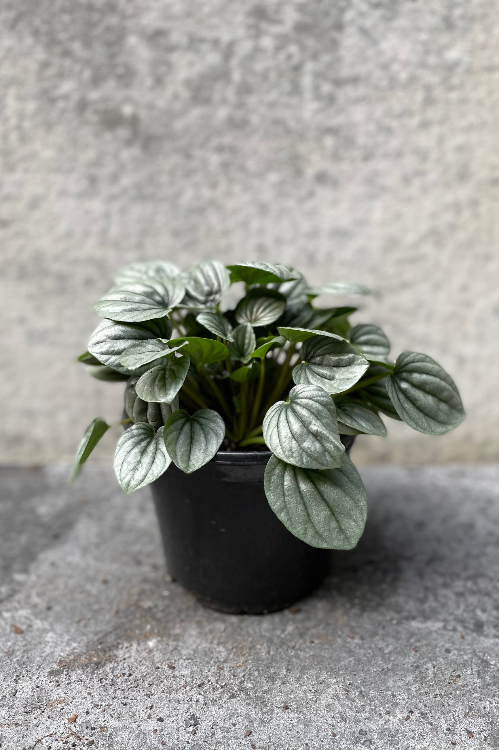 Peperomia caperata 'Frost' in grow pot in front of grey background
