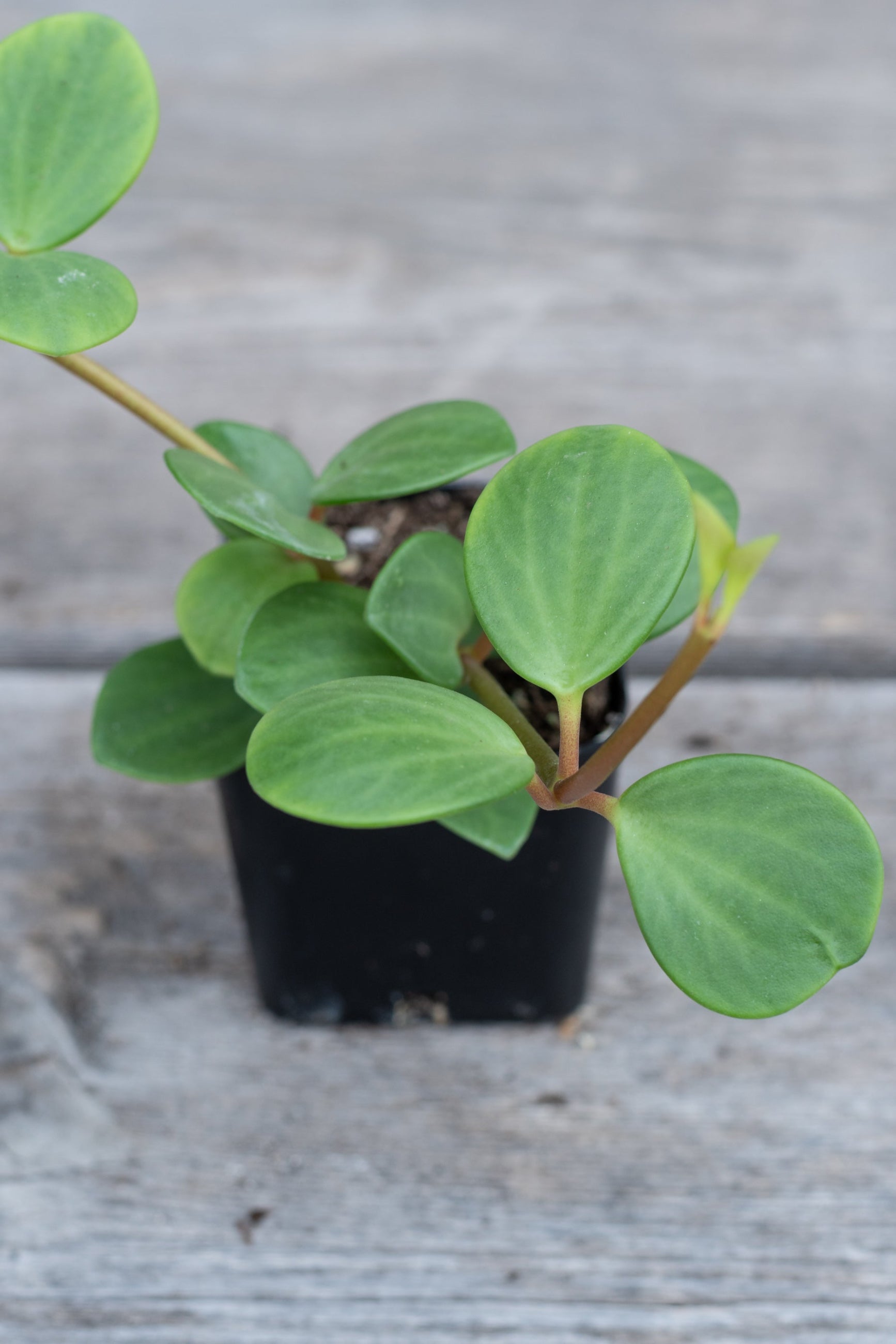 Close up of Peperomia 'Hope' leaves