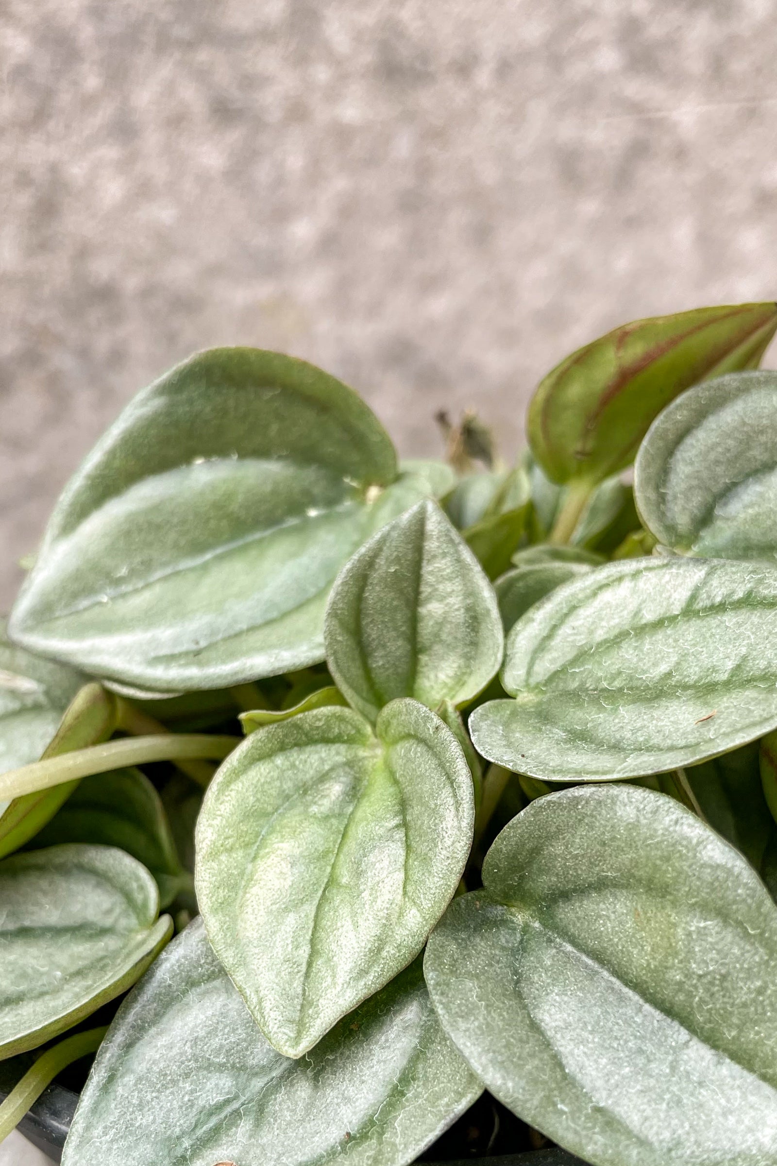 Close up of Peperomia 'Napoli Night' foliage