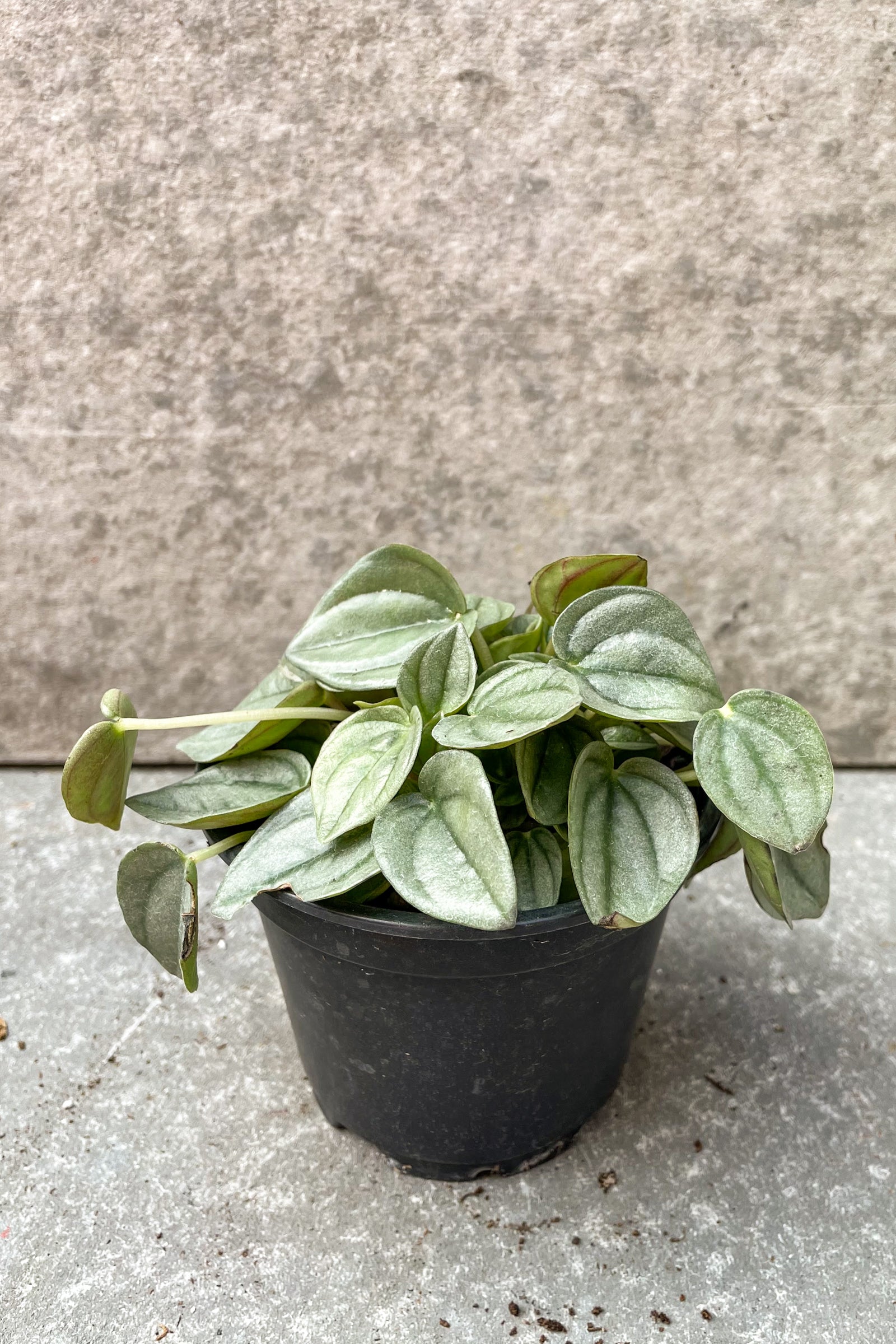 Peperomia 'Napoli Night' in 4 inch pot against grey background