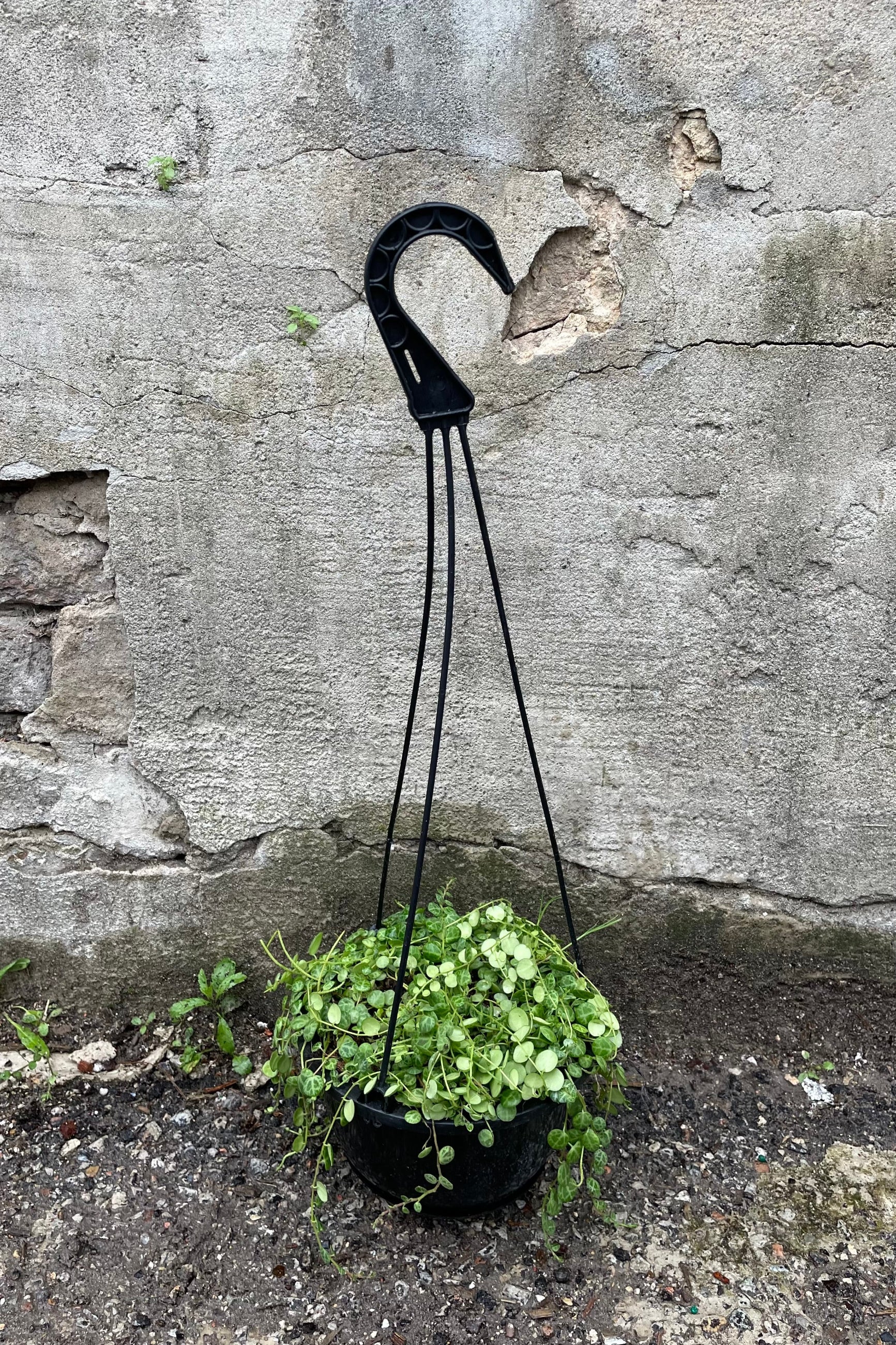 Peperomia prostrata 6" black growers hanging pot hard shelled vining leaves against a grey wall