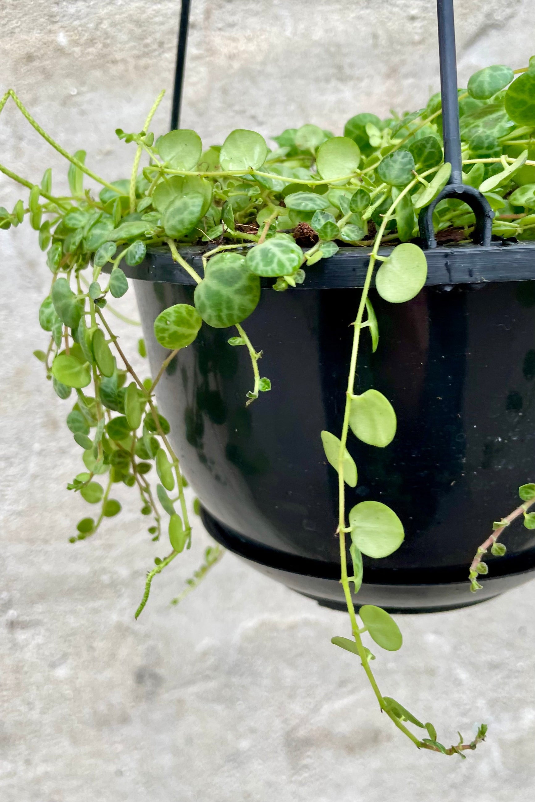 detail of Peperomia prostrata 6" hard shelled vining leaves against a grey wall