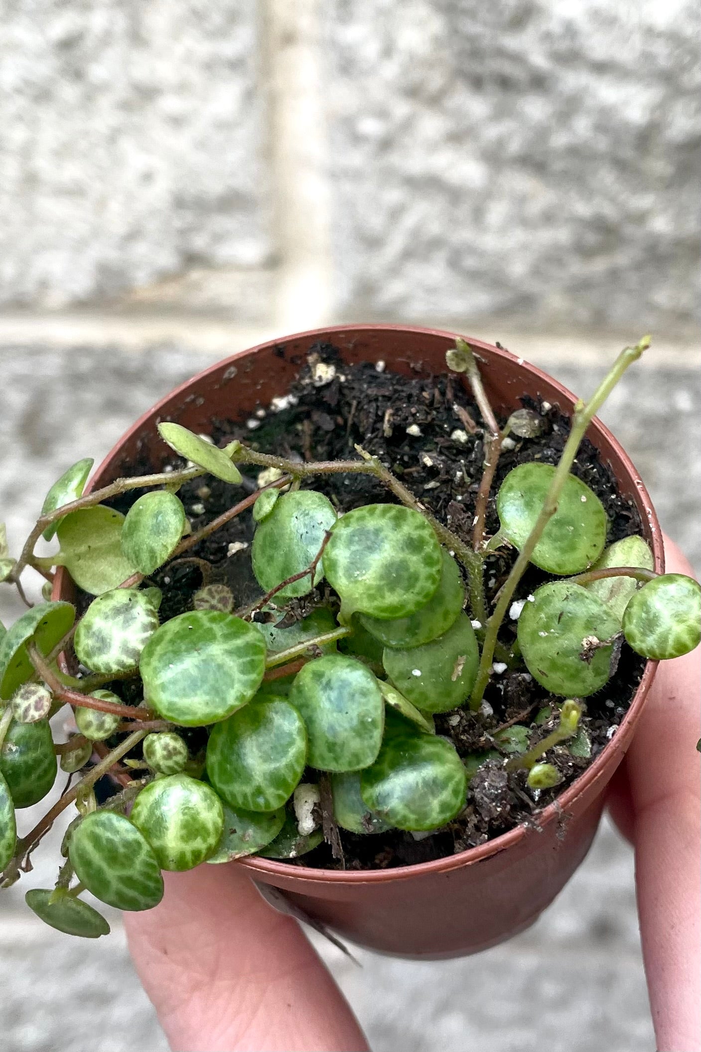A detailed view of Peperomia prostrata 2" against concrete backdrop