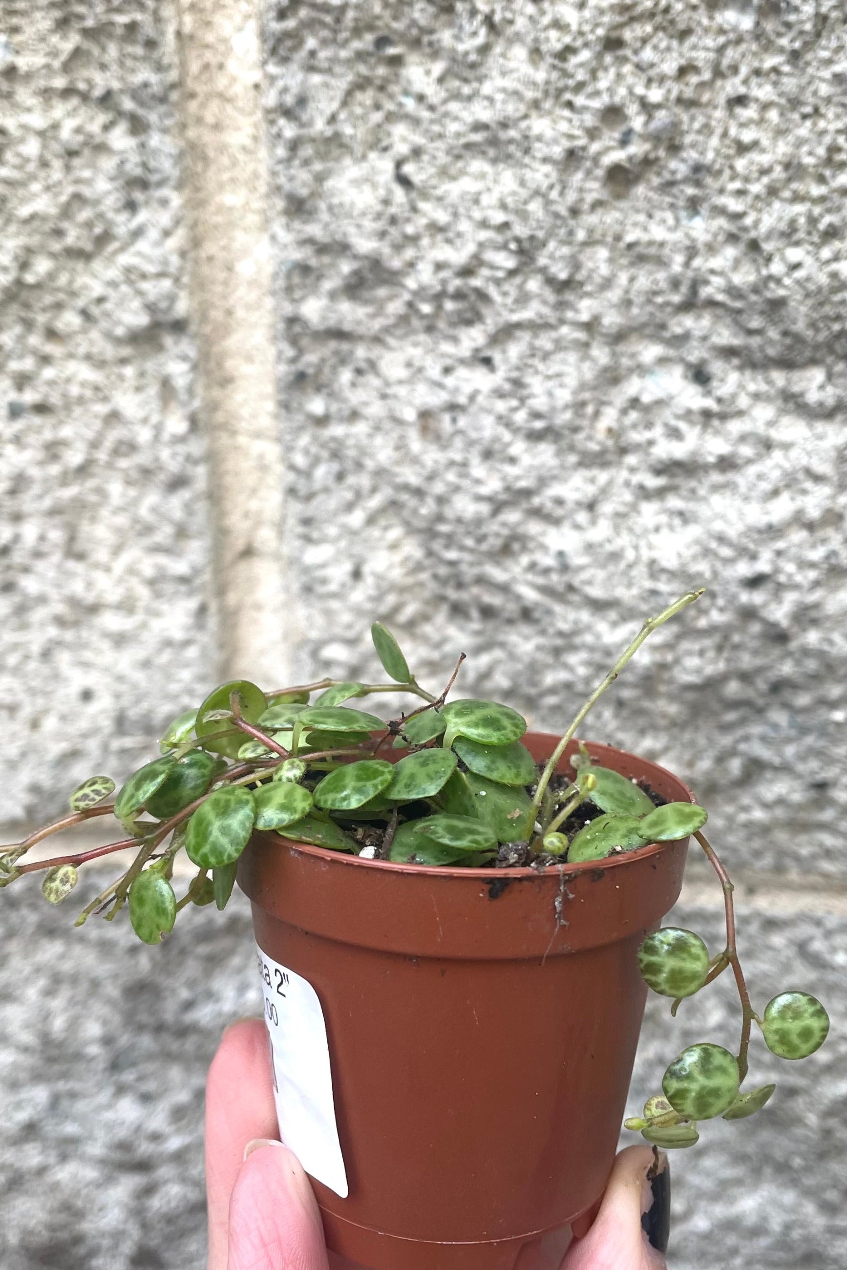 A hand holds Peperomia prostrata 2" in grow pot against concrete backdrop