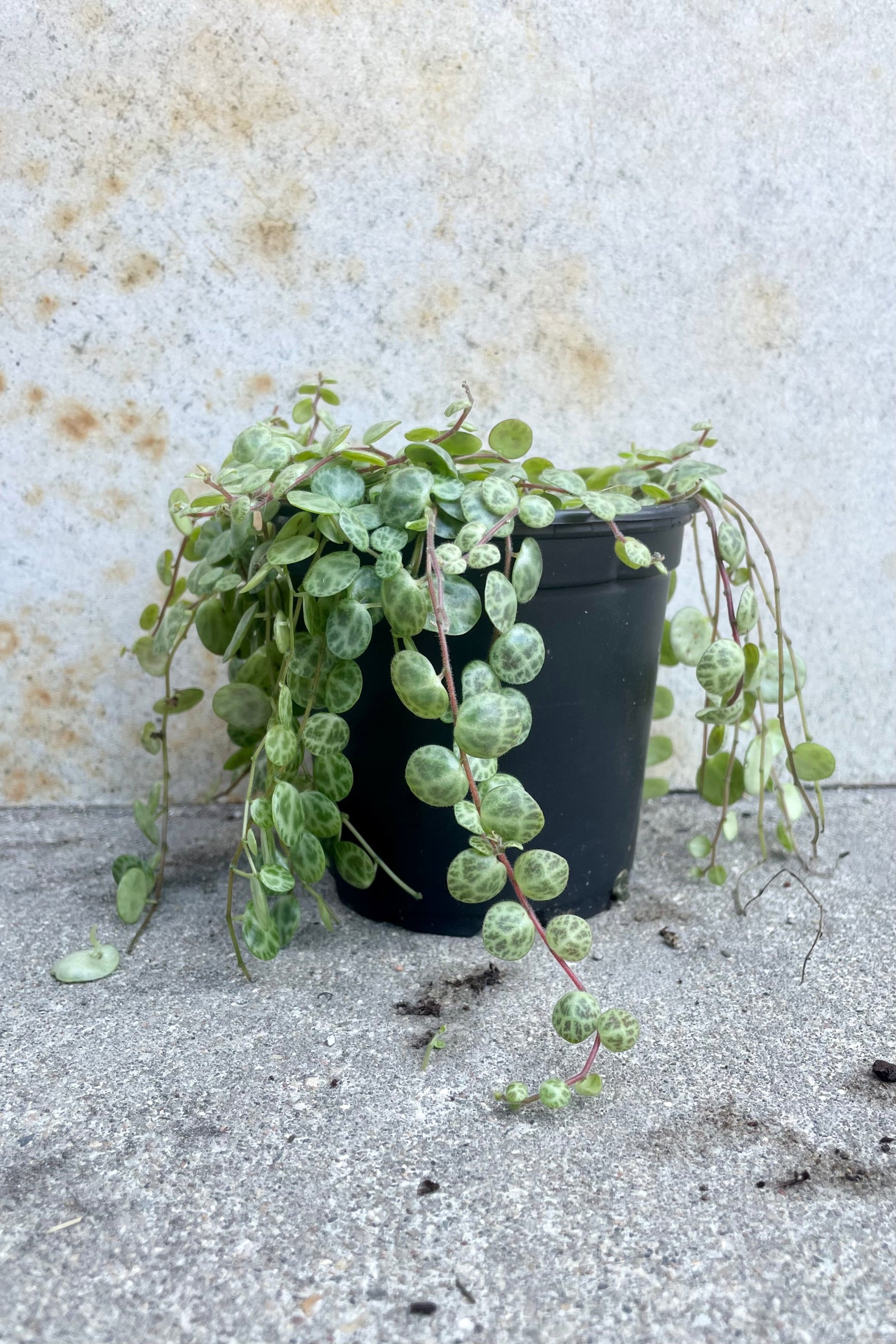 A Peperomia prostrata in a 4" growers pot against a grey wall at Sprout-home.