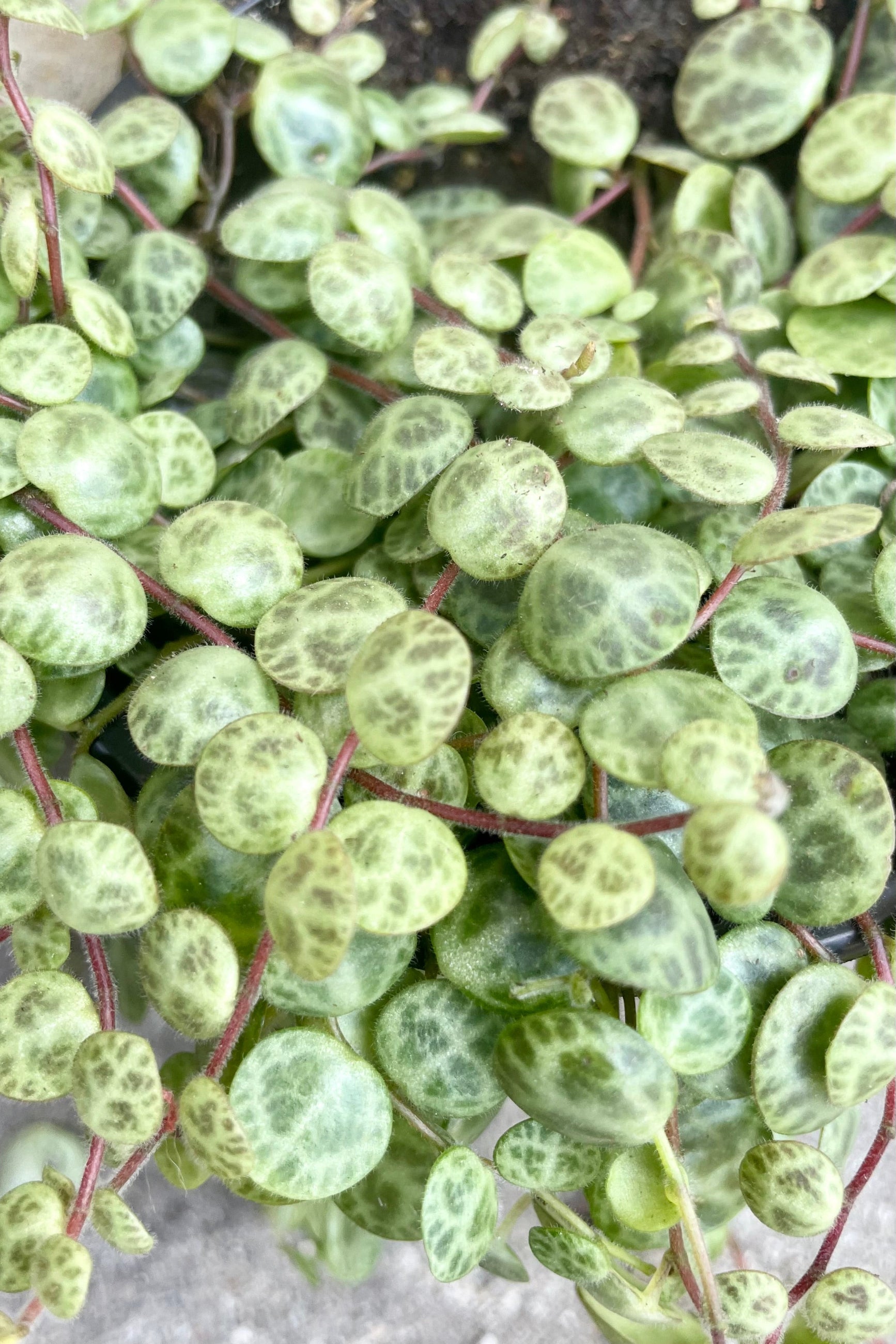 A detailed pictured of the turtle shaped leaves of the peperomia prostrata.