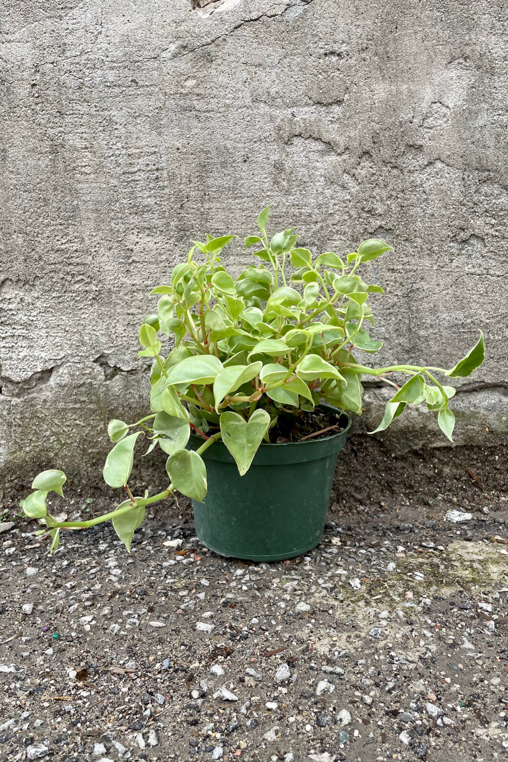 Peperomia scandens 6" green vining leaves against a grey wall