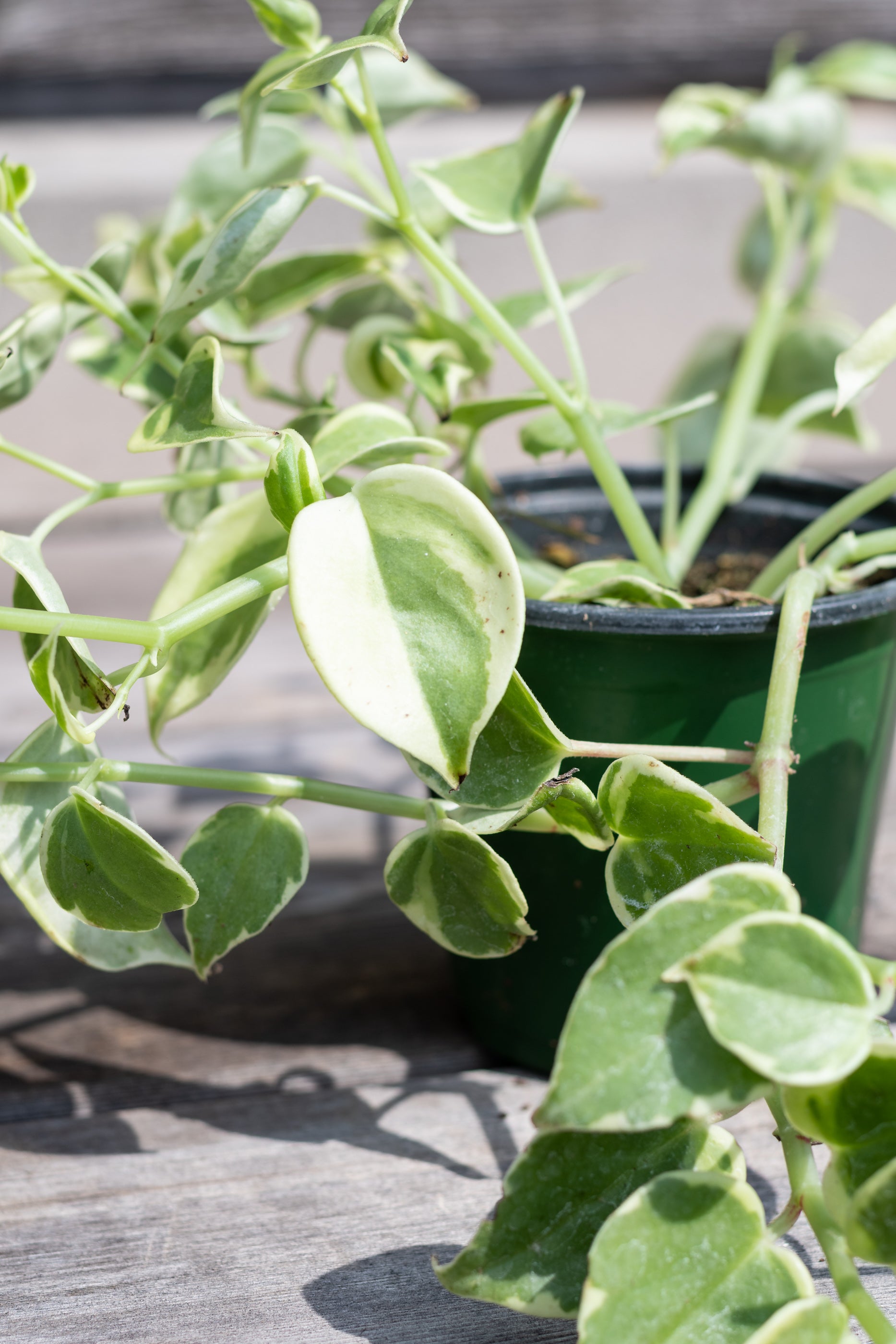 Close up of Peperomia scandens 'Variegata' leaves