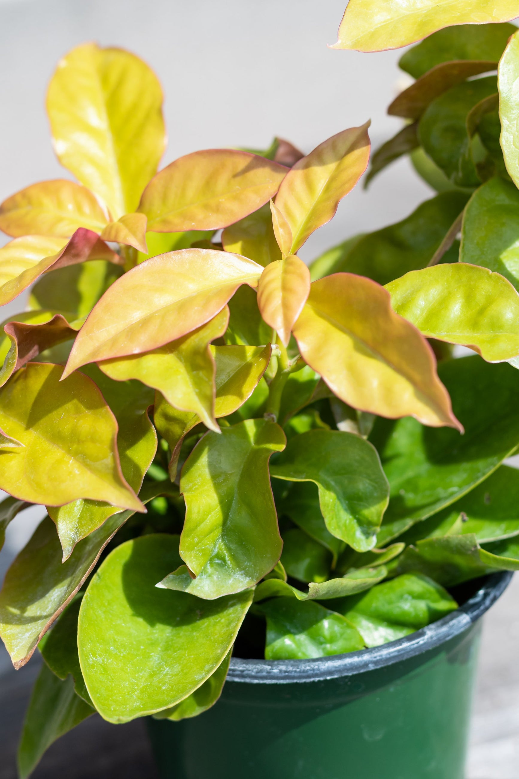 Close up of Pereskia aculeata foliage
