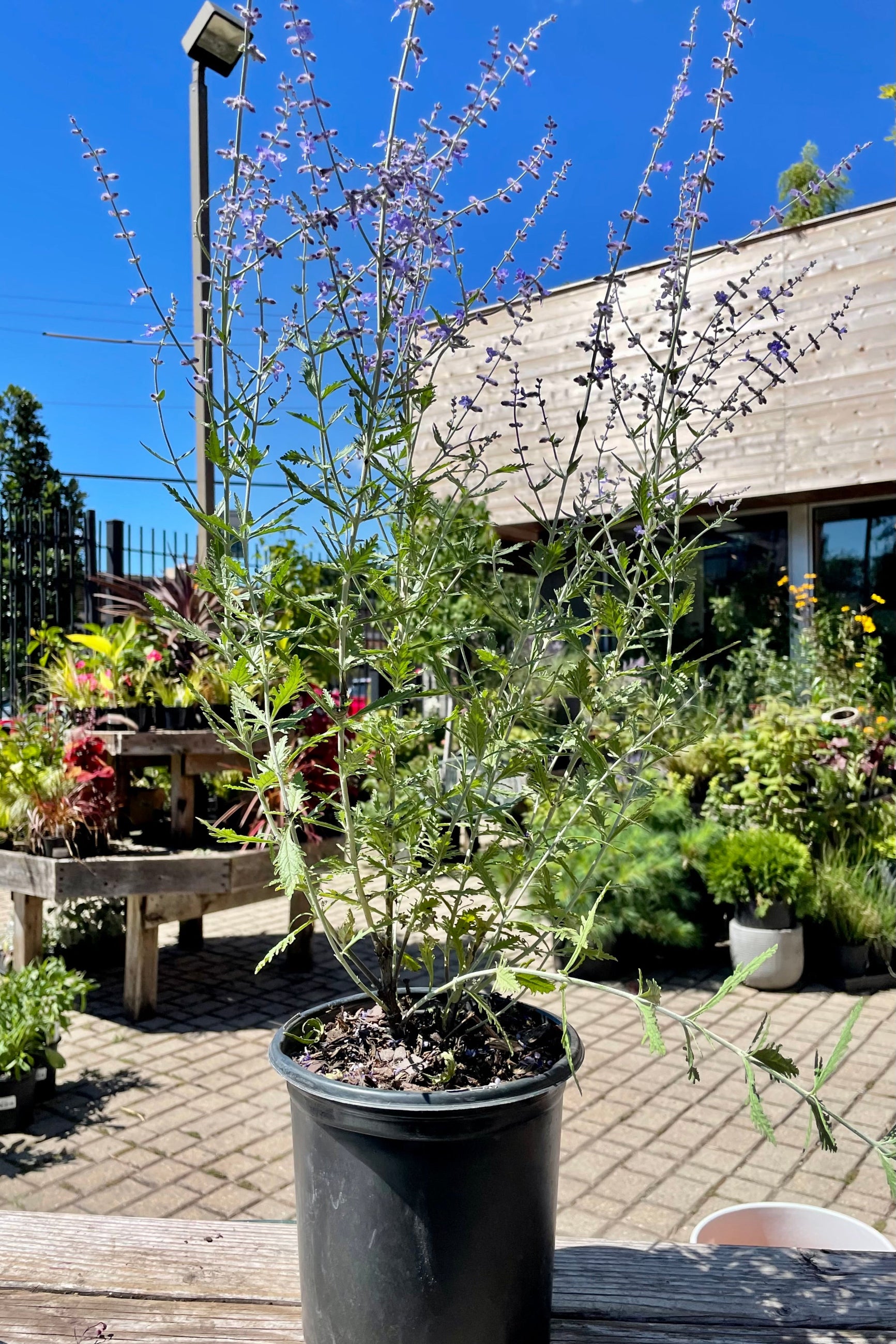 #1 pot size of Perovskia 'Filigran' in bloom showing the purple flowers in the Sprout-home yard mid August ©Sprout Home 