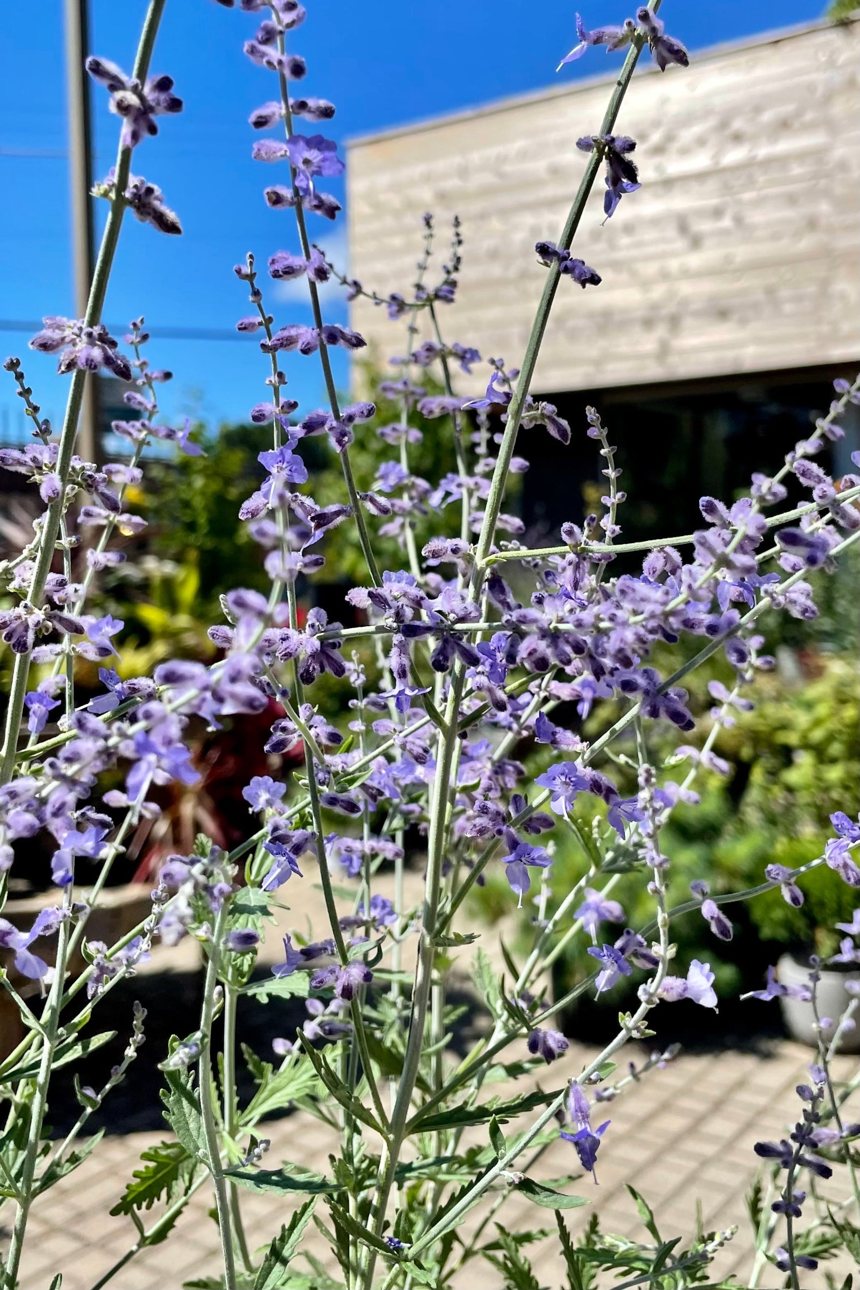"Filigran' Russian Sage in bloom mid August with purple flowers against the Sprout-home building and blue sky ©Sprout Home 