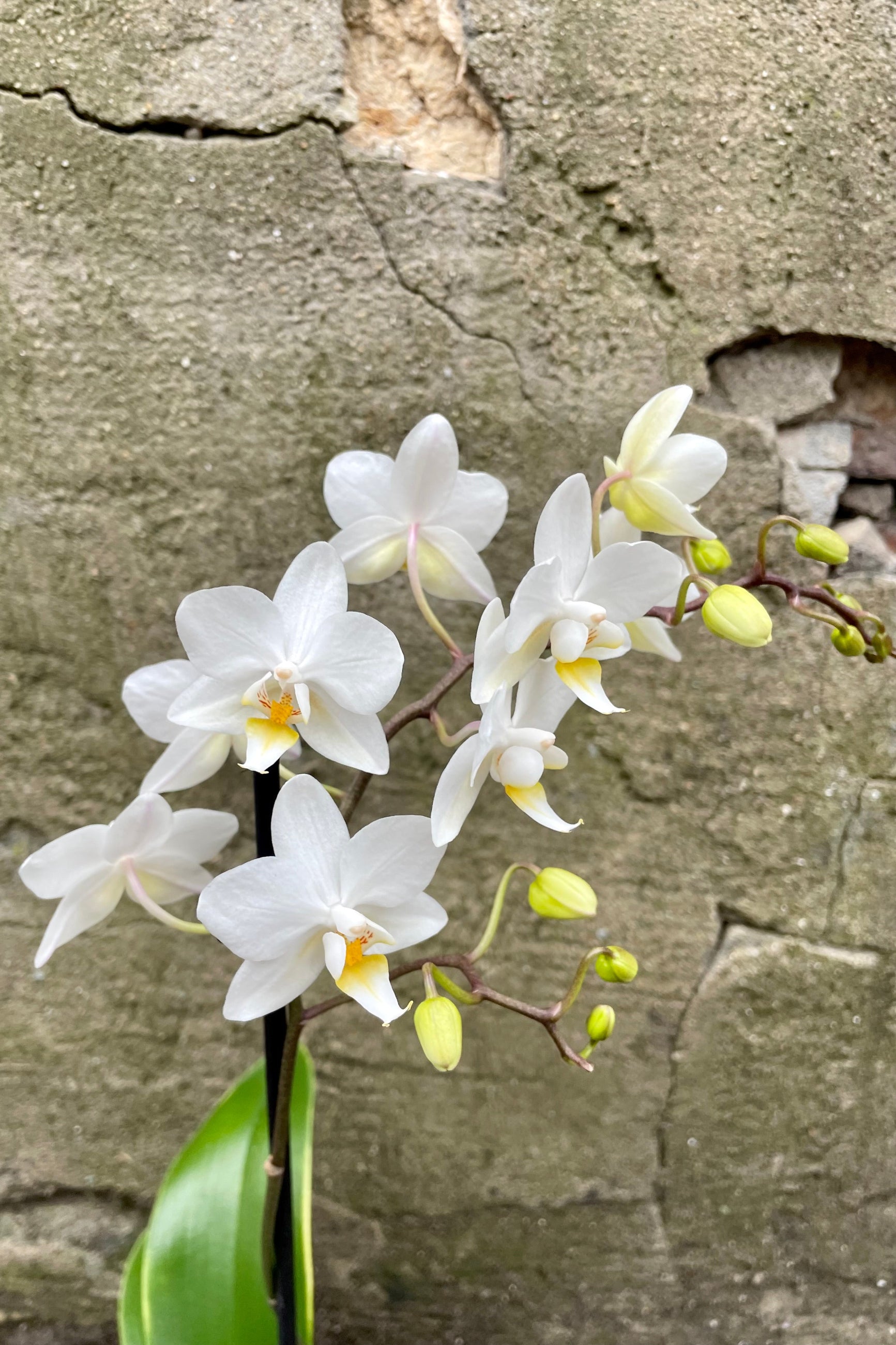 Phalaenopsis in the middle of bloom with white petals ©Sprout Home