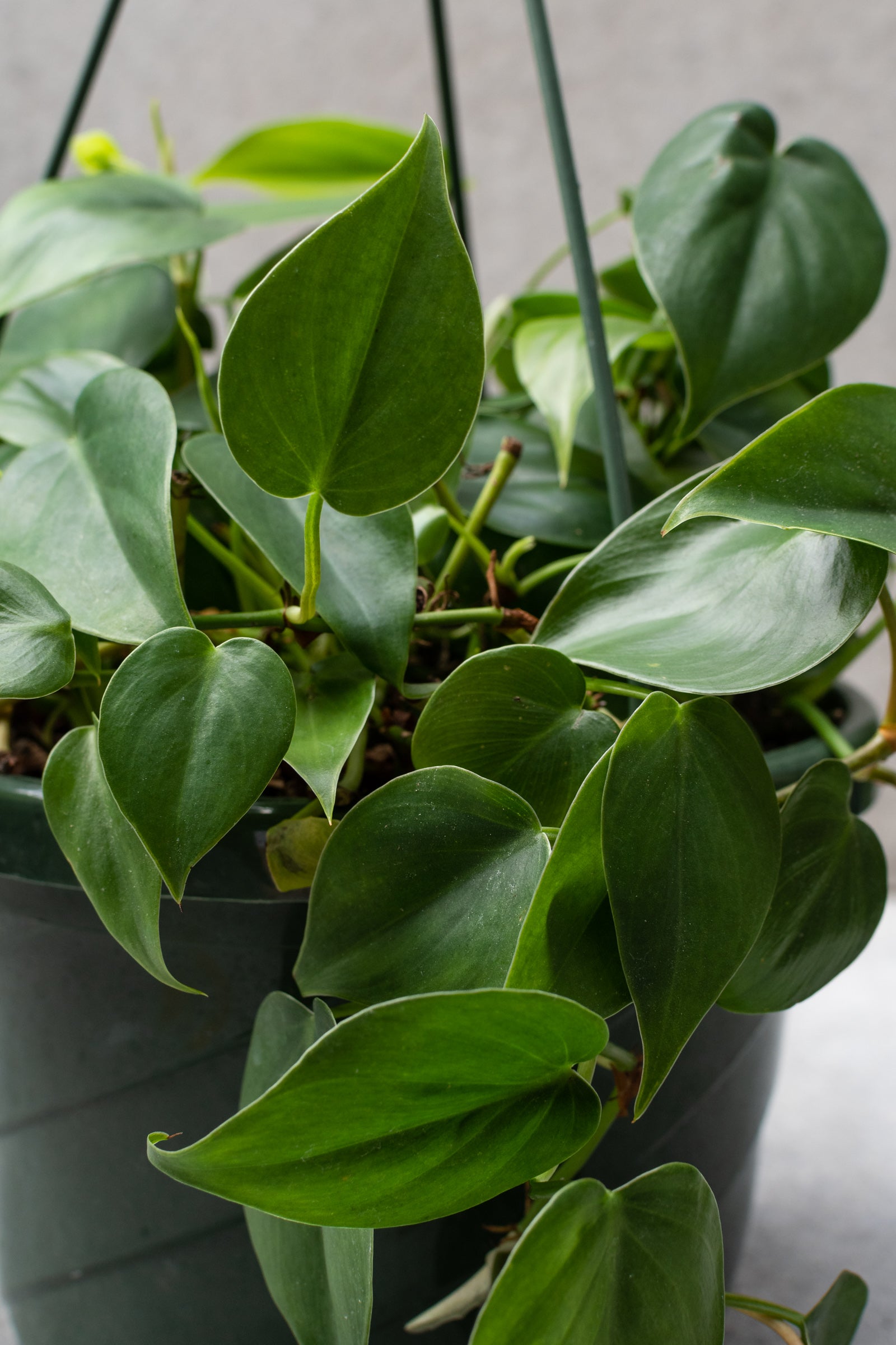 The winding vine and close up picture of the leaves of the Philodendron cordatum. 