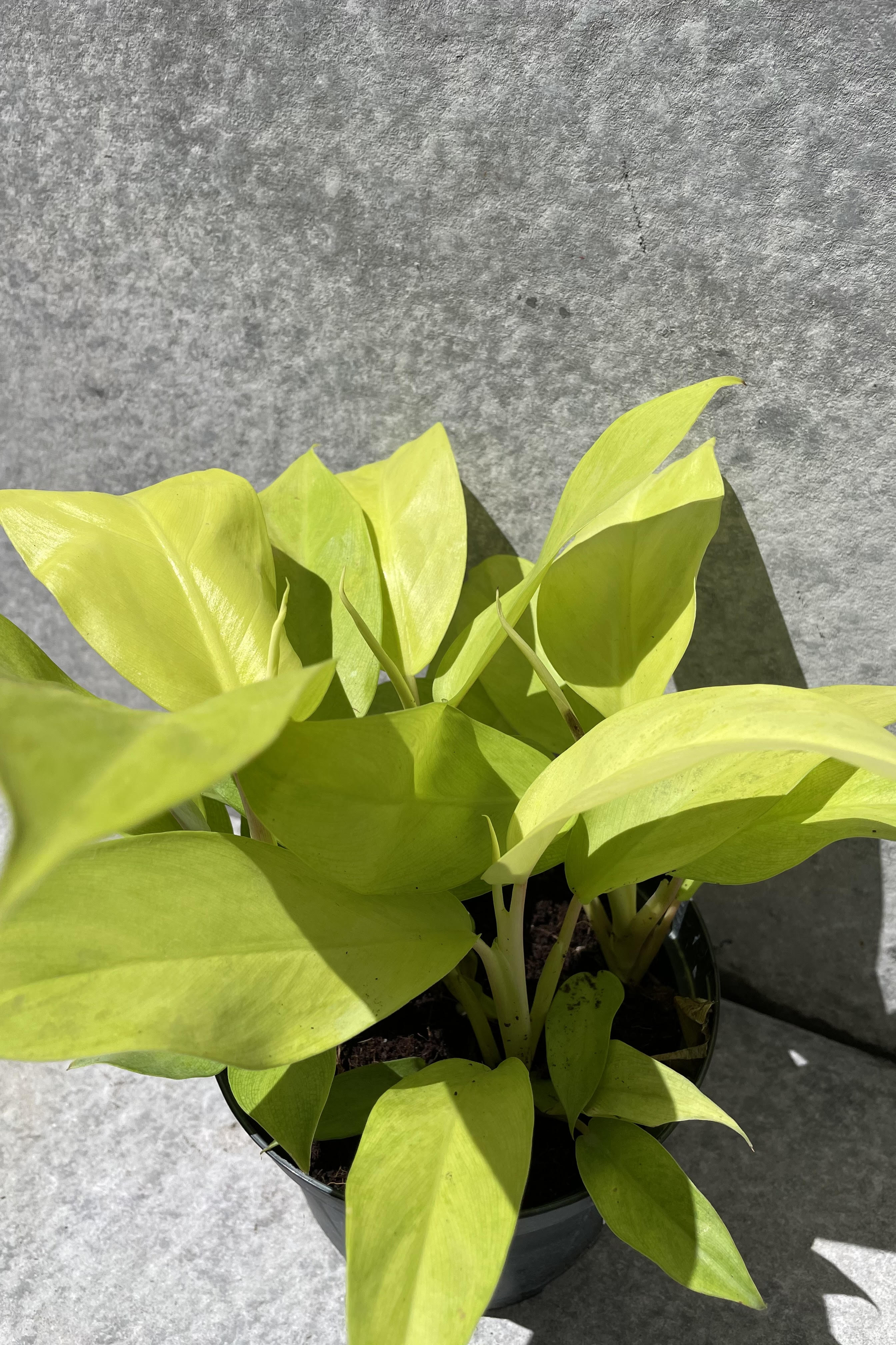 Close up of Philodendron domesticum 'Lemon Lime' foliage