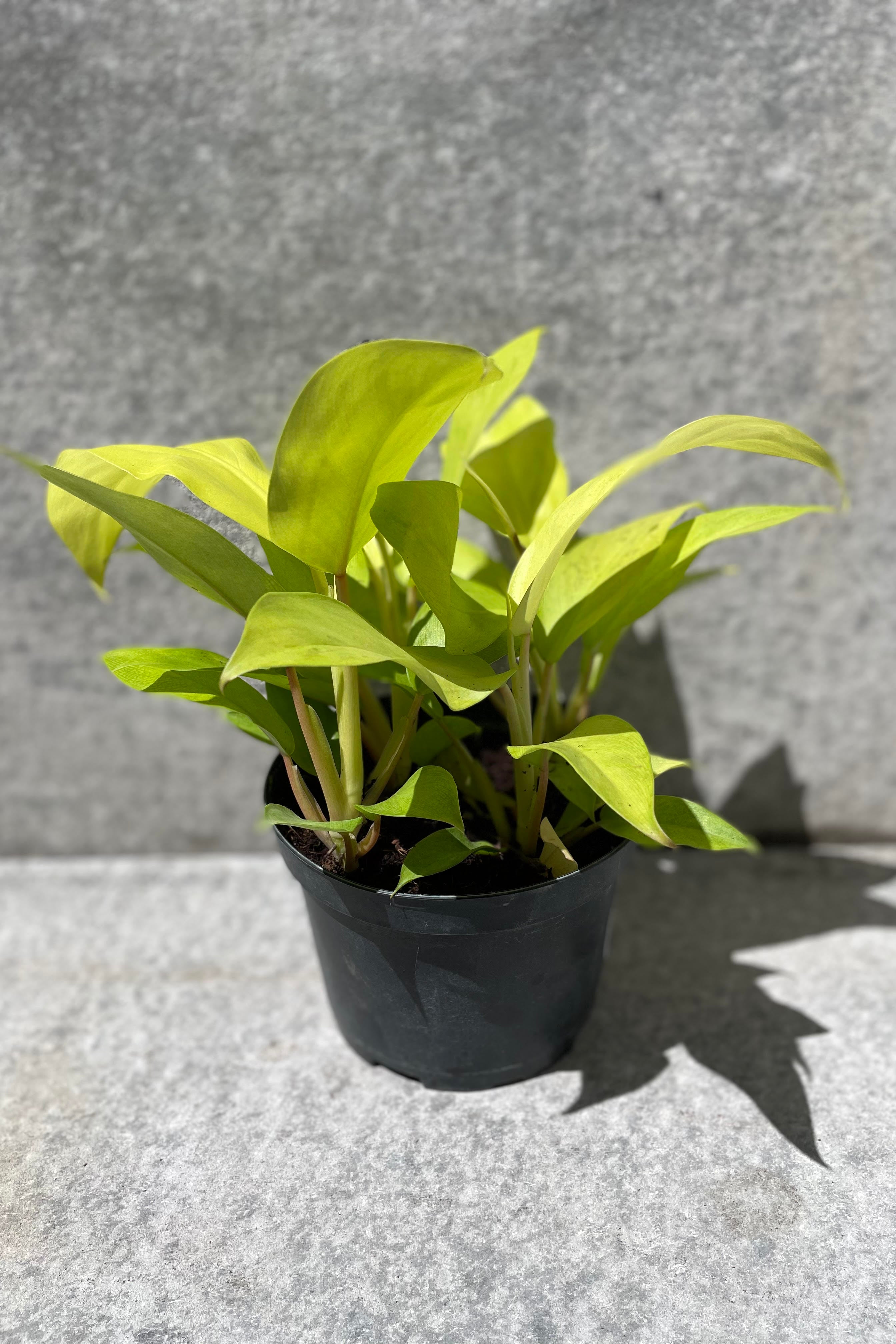 Philodendron domesticum 'Lemon Lime' in front of grey background