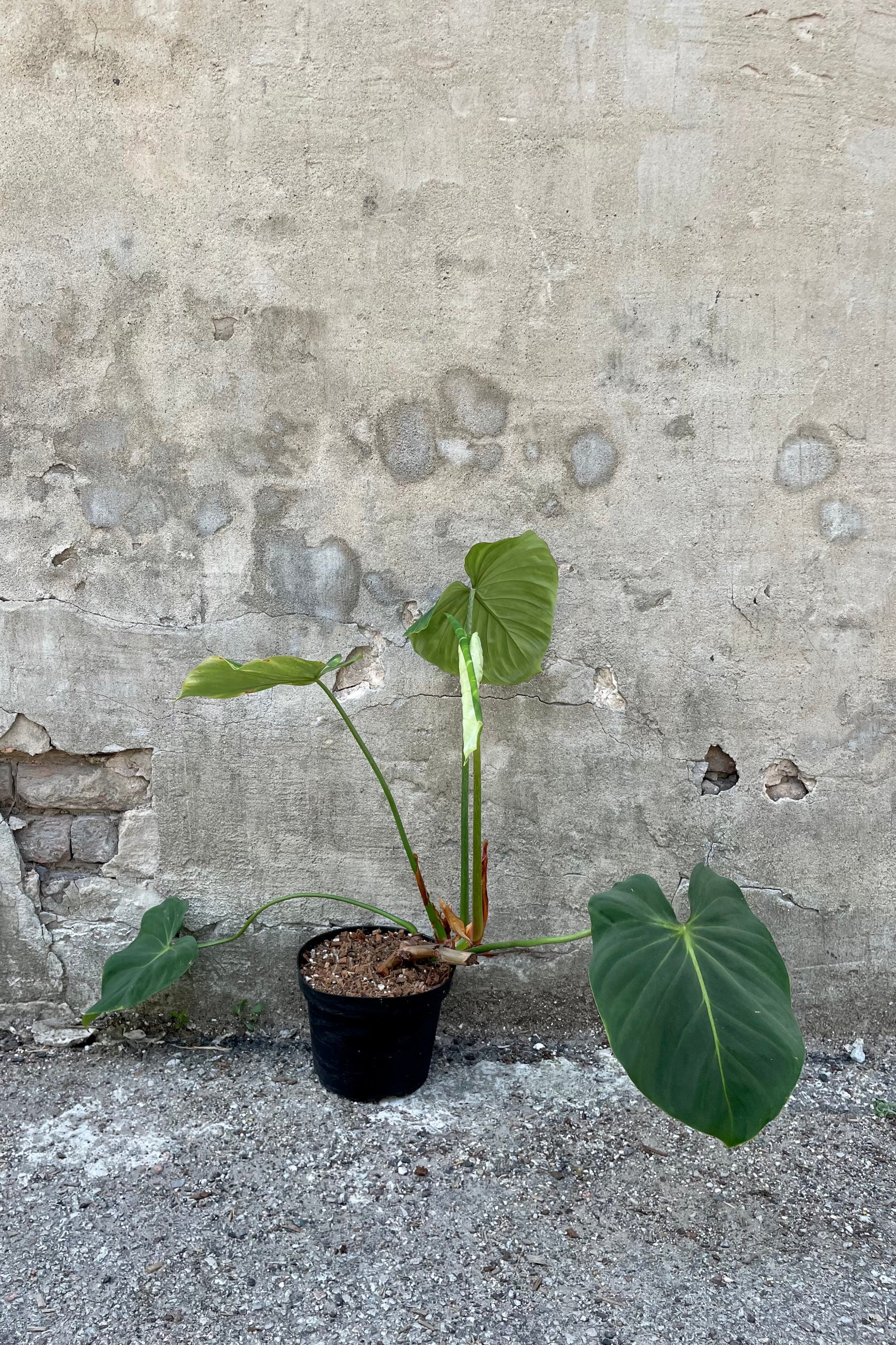 Photo of long stems with broad green leaves against gray wall