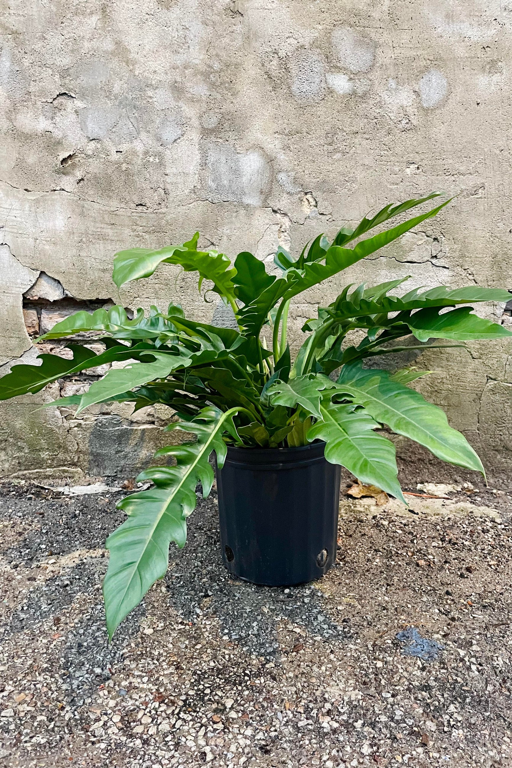 The Philodendron 'Jungle Boogie' 8" sits against a brick backdrop.