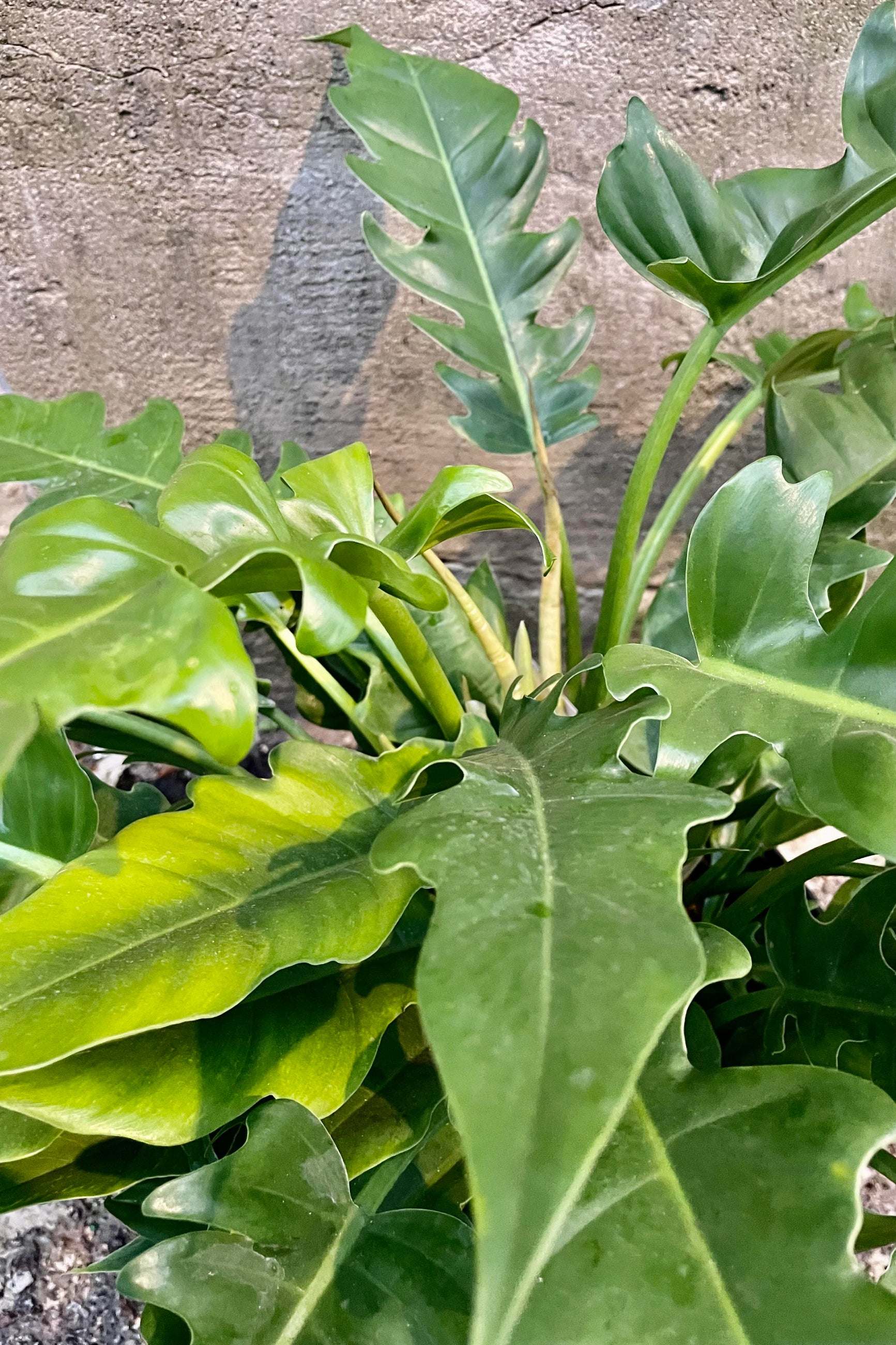 A detailed look at the Philodendron 'Jungle Boogie'/