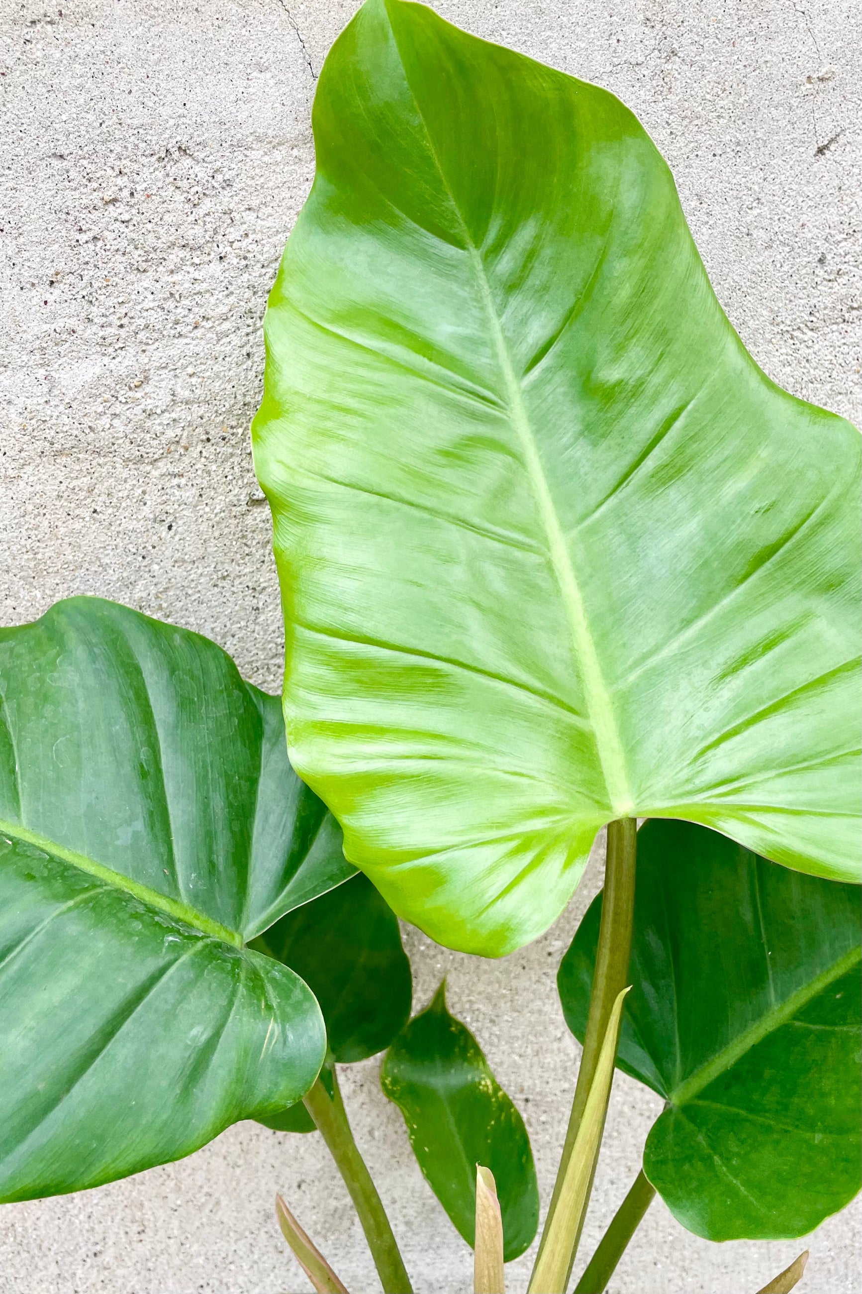 up close picture of the green heart shaped leaves of 'Jungle Fever' Philodendron at Sprout-home.