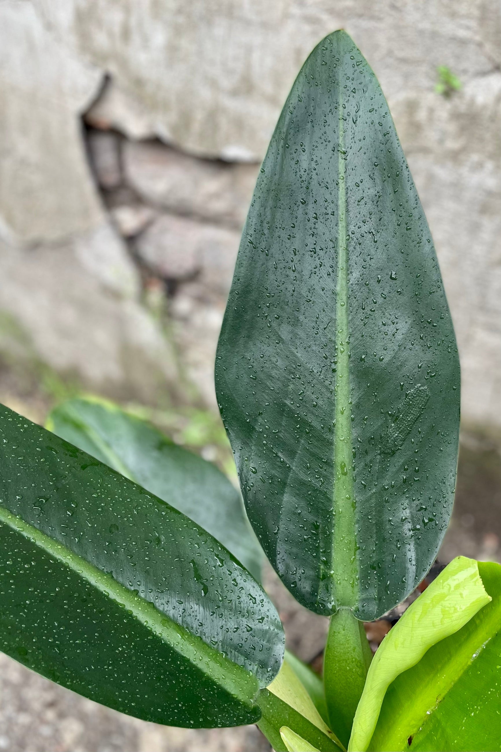detail of Philodendron martianum 'Fat Boy' 6" against a grey wall