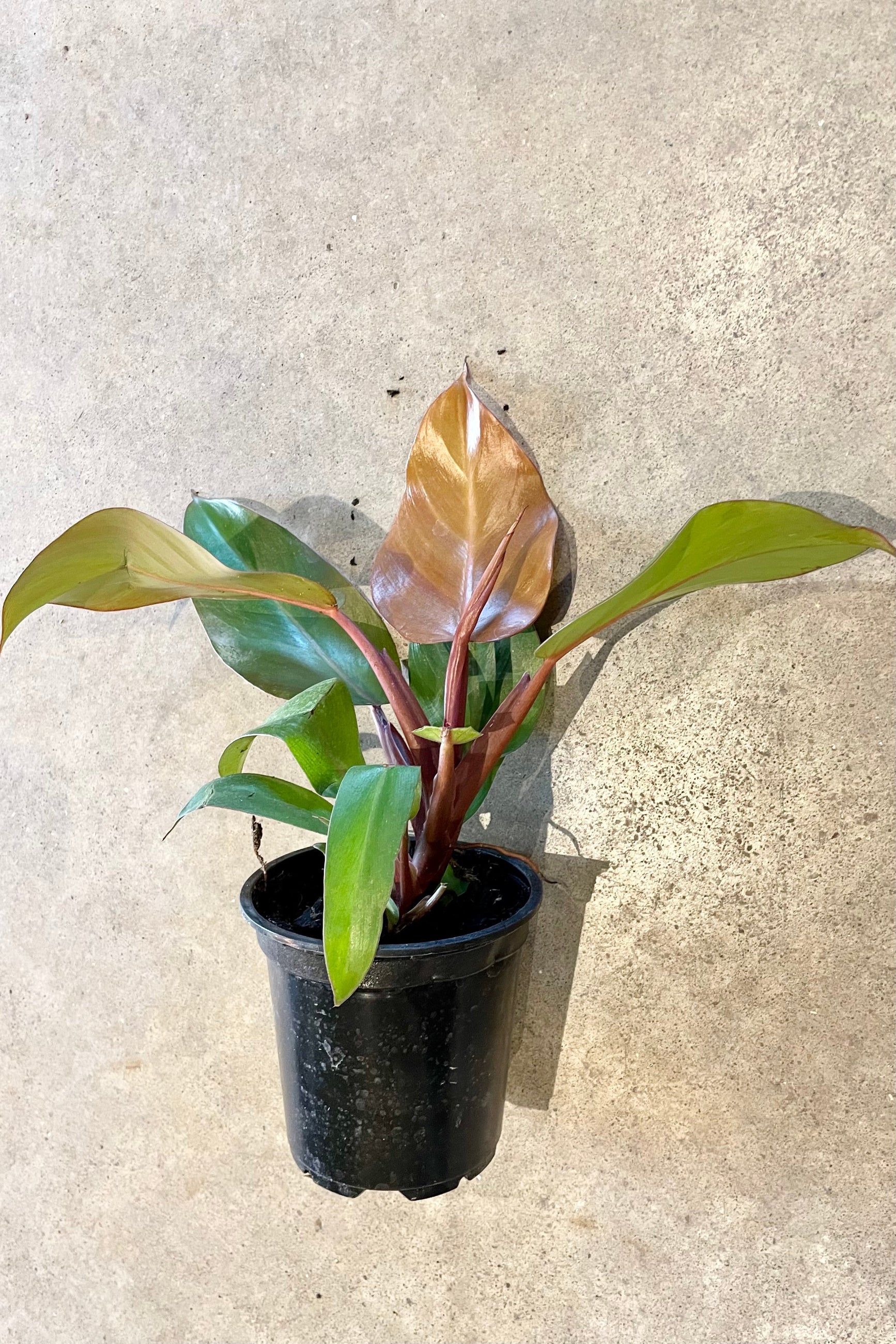 Philodendron 'McColley's Finale' showing the colorful leaves in a 4" pot at Sprout-home.