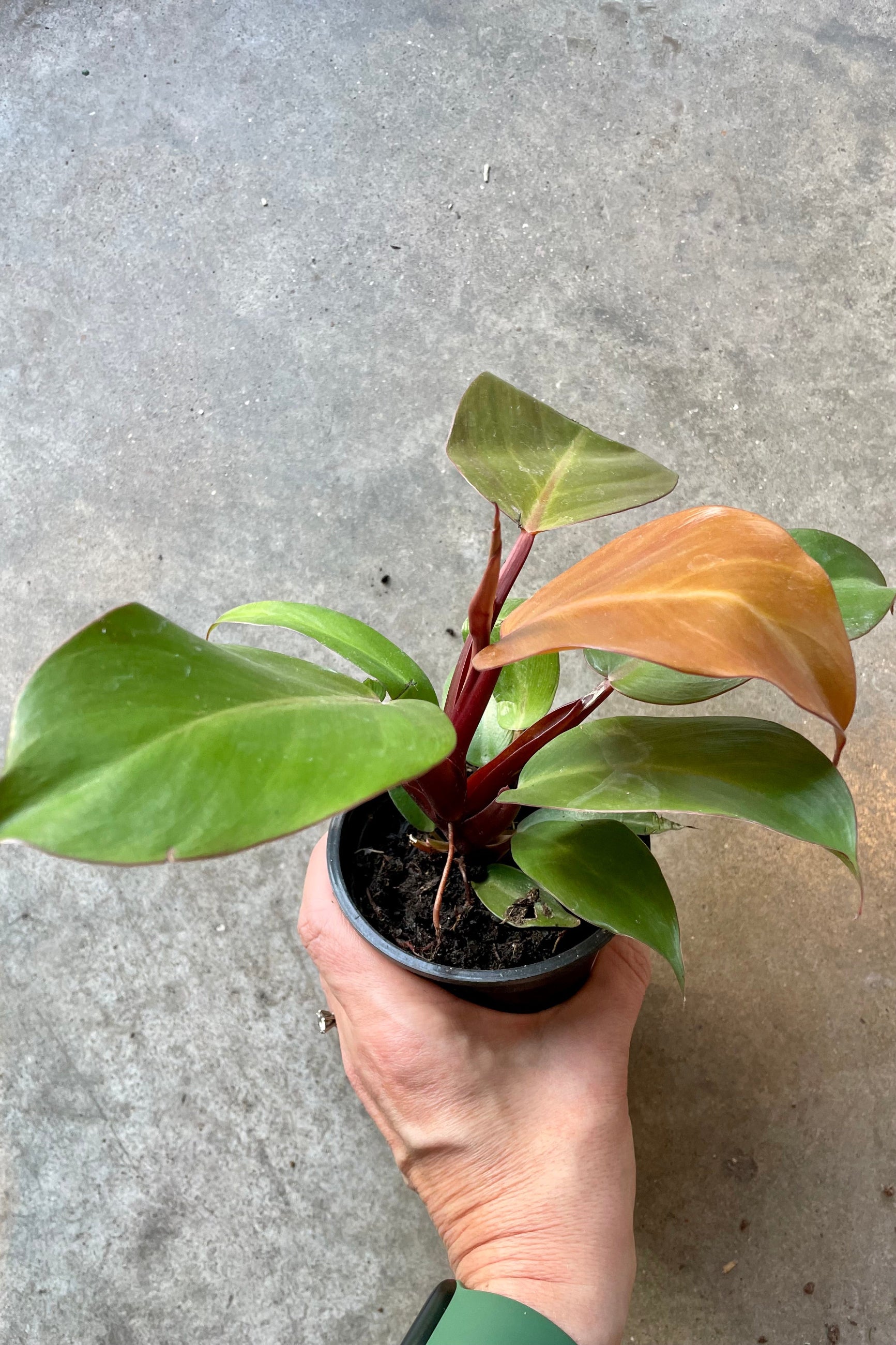 Philodendron 'McColley's Finale' showing the colorful leaves in a 4" pot at Sprout-home.