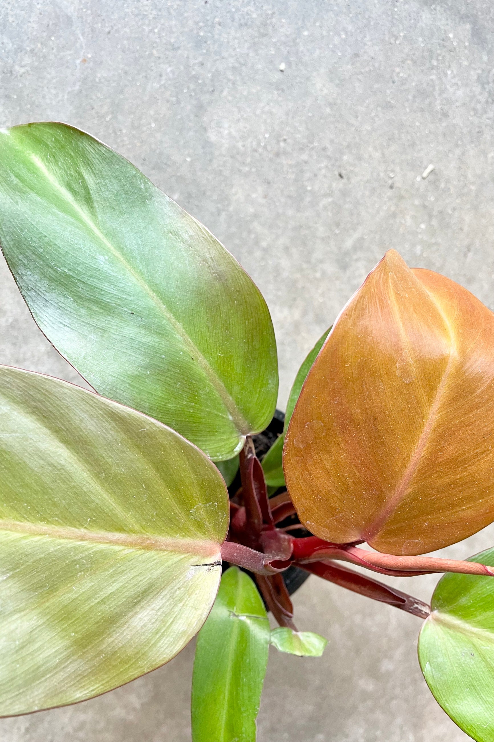 Philodendron 'McColley's Finale' showing the colorful leaves from above at Sprout-home.