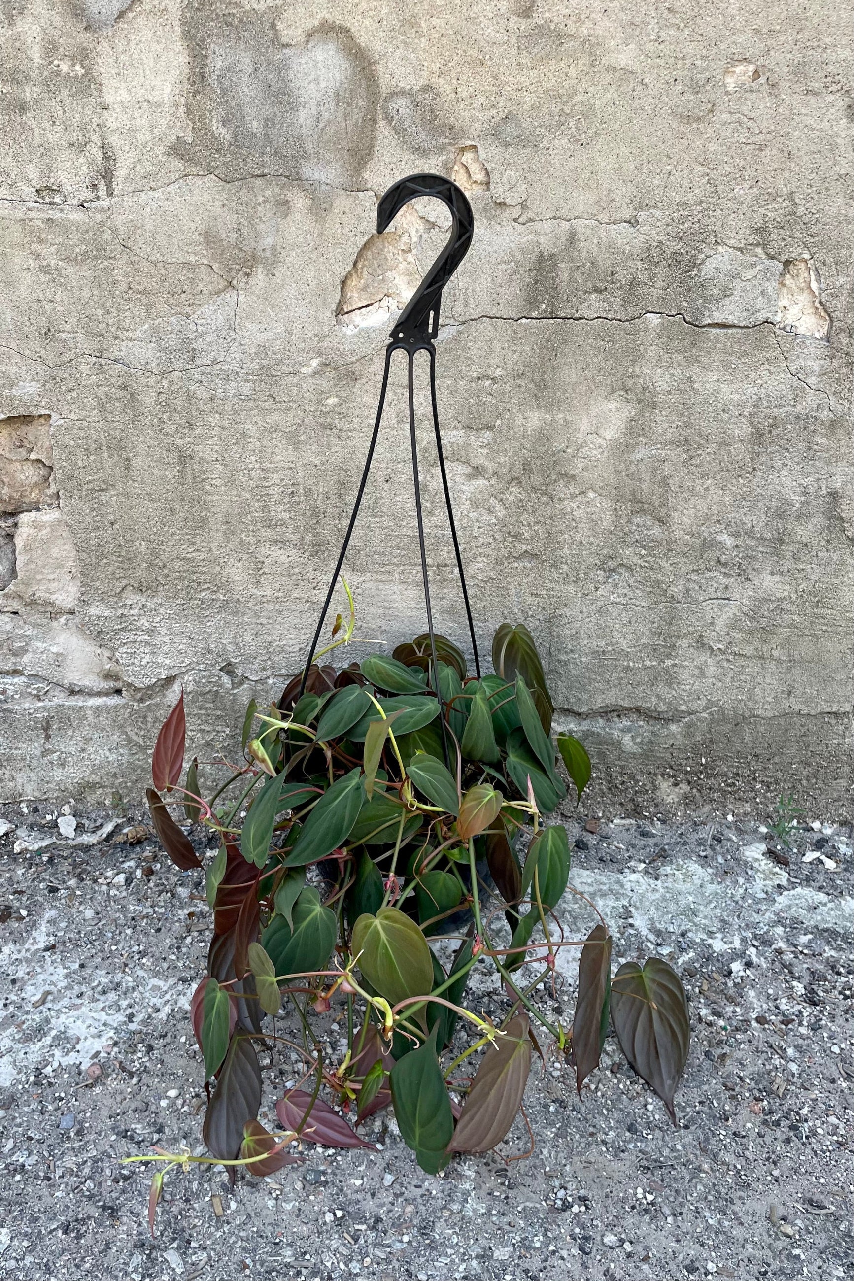 Philodendron hederaceum 'Micans' 8" against a grey wall