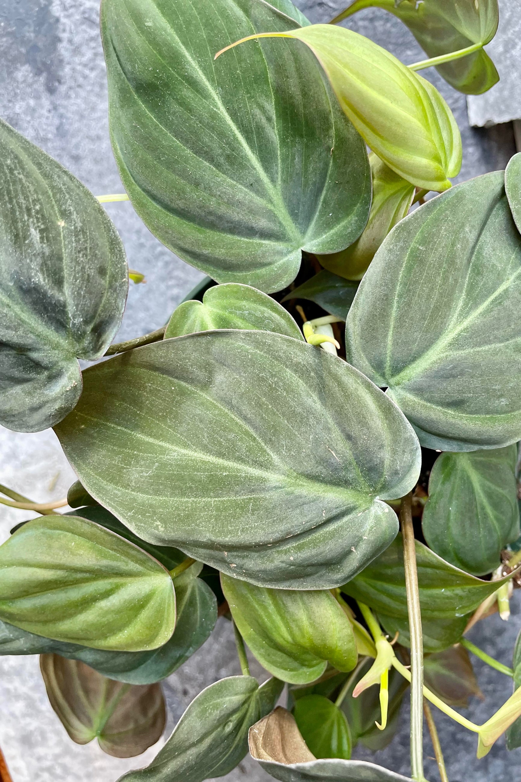 A detailed look at the Philodendron hederaceum 'Micans' 