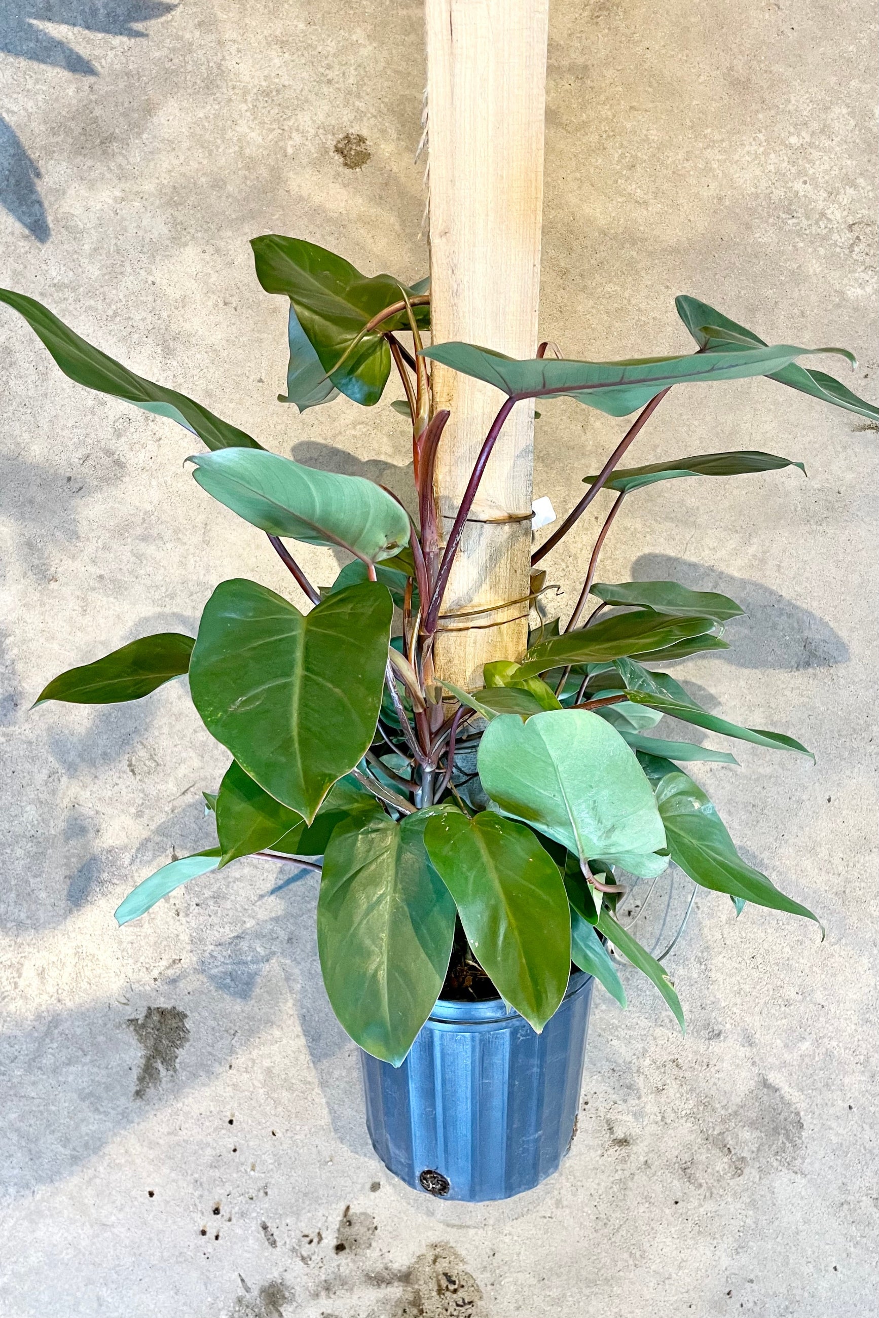 Philodendron 'Red Emerald' on a totem in a 10" growers pot at Sprout-home.