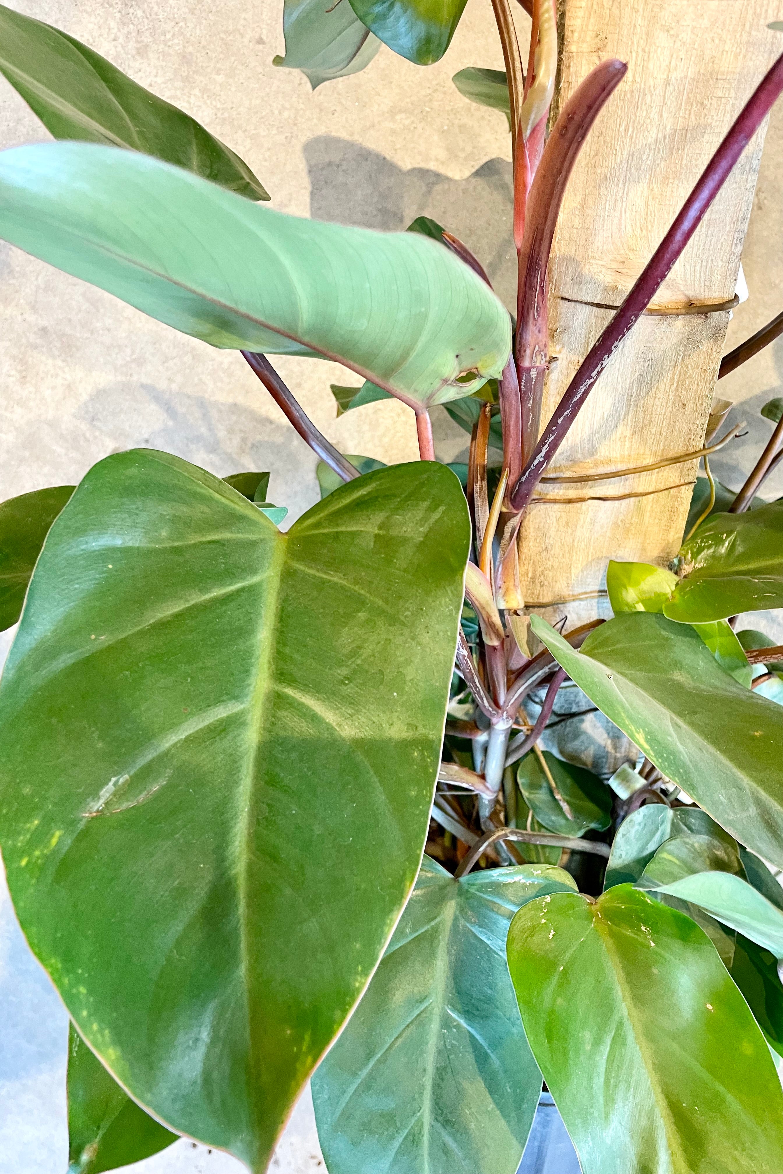 Philodendron 'Red Emerald' plant detail at Sprout-home.