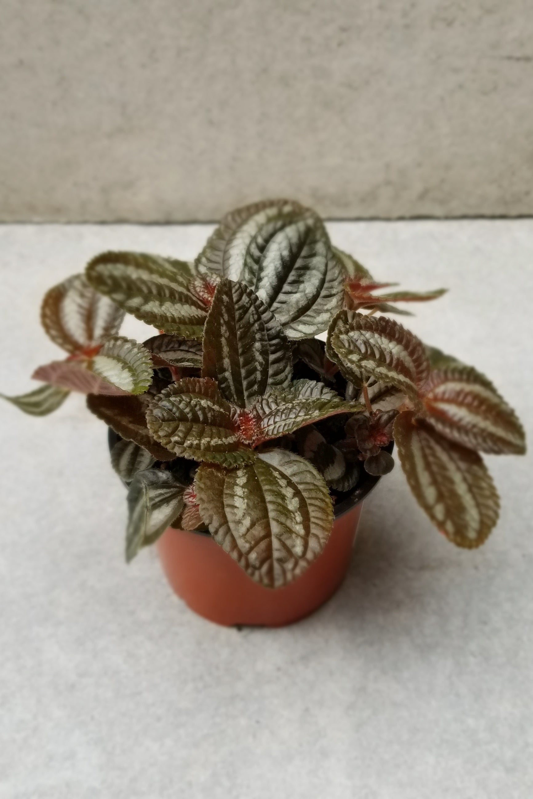 Pilea "Pan Am" with its dark leaves against a grey wall. 