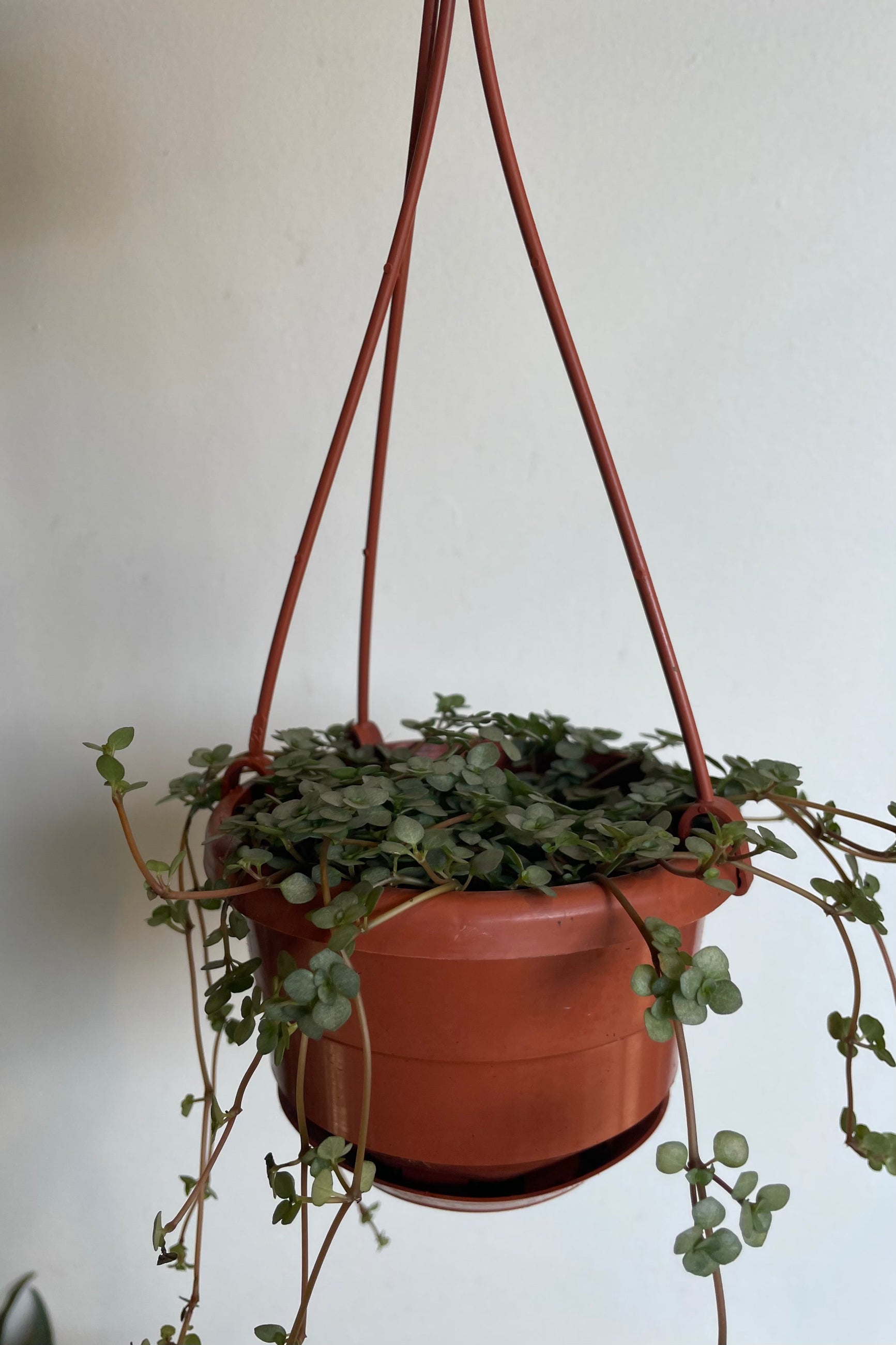 Photo of trailing stems of Pilea glauca in hanging pot against a white wall