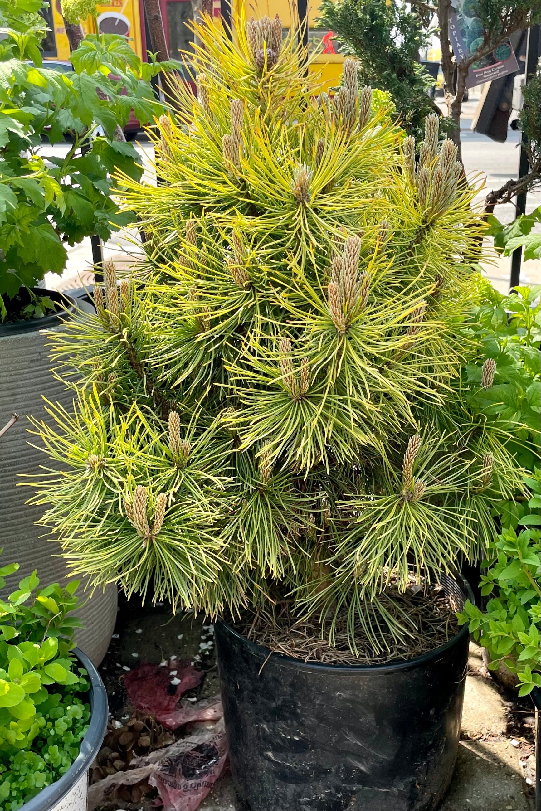 A Pinus 'Wintersonne' evergreen in a #3 growers pot in the Sprout-home yard the beginning of May ©Sprout Home