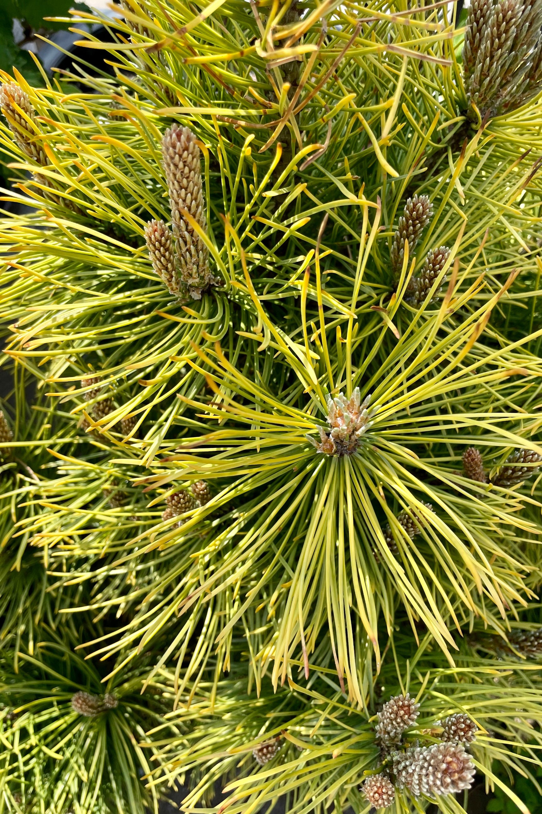 A detail picture showing the bright yellow green needles of the Pines 'Wintersonne' in the Sprout-home yard the beginning of May.  ©Sprout Home