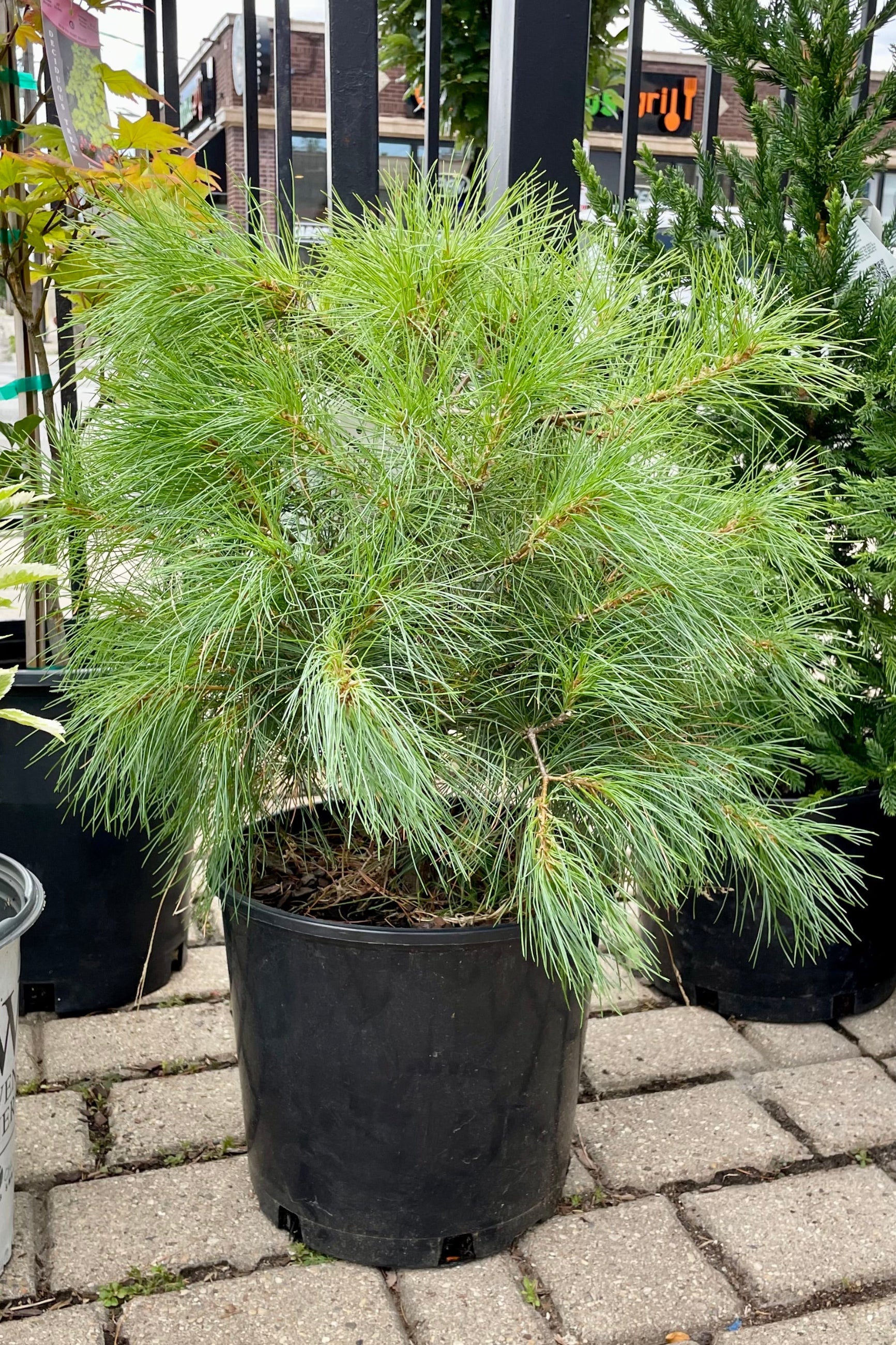 Pinus strobus in a #3 pot the end of July showing the shaggy form at Sprout-home. ©Sprout Home 