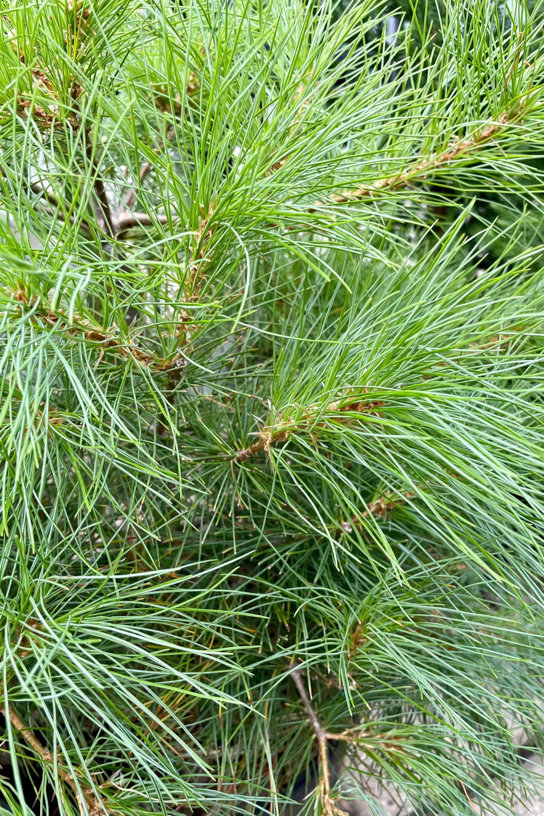 The whisky long blue green needles of the Pinus strobus the end of July at Sprout-home. ©Sprout Home 